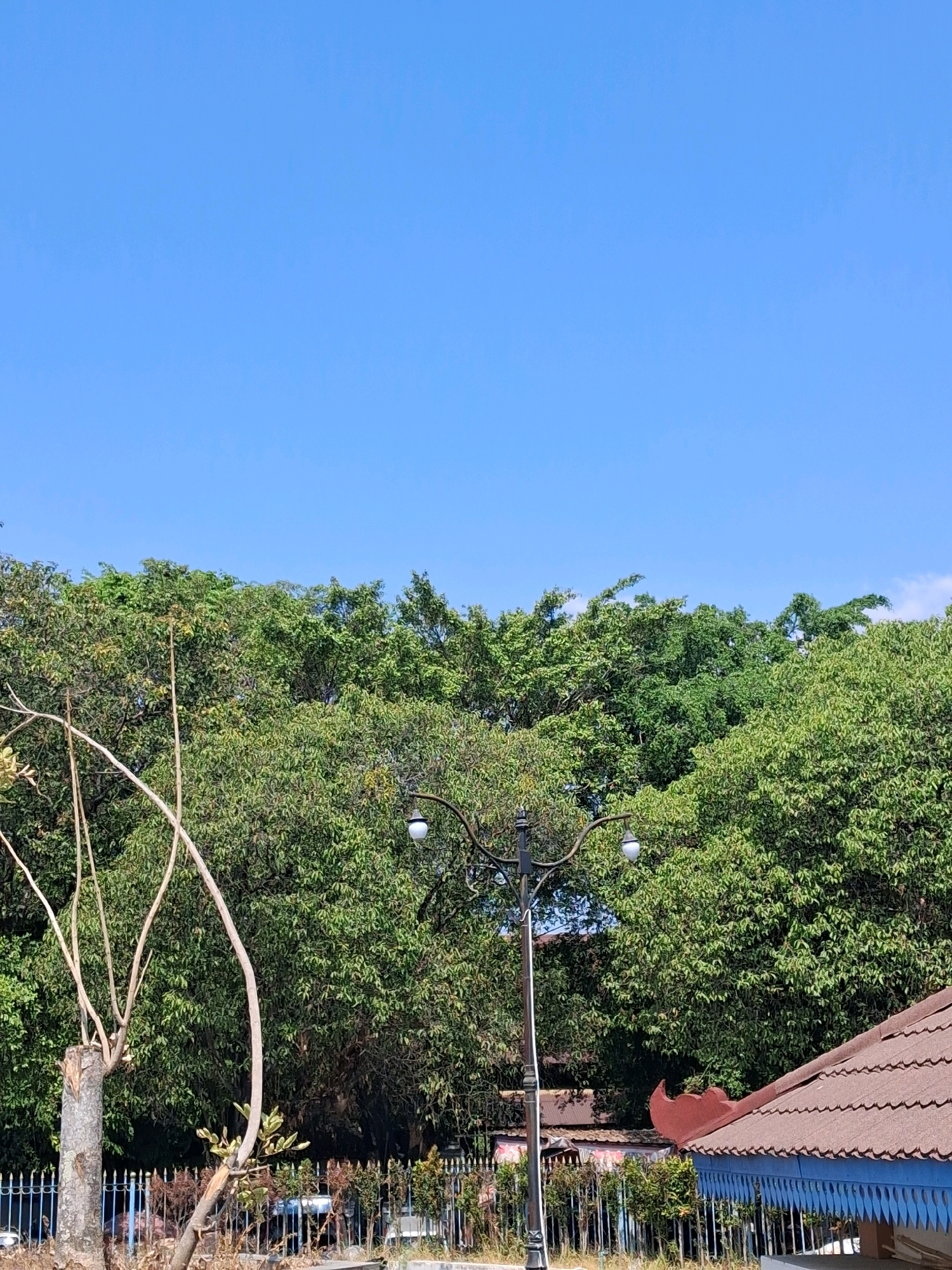 This is an outdoor, eye-level, medium shot photograph taken on a clear, sunny day in the city of Surakarta, Indonesia. The top half of the image is dominated by a vast expanse of bright blue sky, with no clouds visible. Below the sky, a dense canopy of lush green trees stretches horizontally across the frame.
In the foreground, on the left, is a bare tree trunk that has been cut, with thin, dry branches extending upwards and to the right. A smaller, living tree with some green leaves curves out from behind the cut trunk. A black lamppost with two white lights stands in the middle ground, positioned to the right of the bare tree.
To the far right, the brown, tiled roof of a building with a blue, ornamental trim is visible, extending into the lower right corner. Behind the trees and lamppost, a light-colored fence runs horizontally, with some indistinct figures and vehicles visible behind it. The overall impression is of a natural or park-like setting within an urban environment.