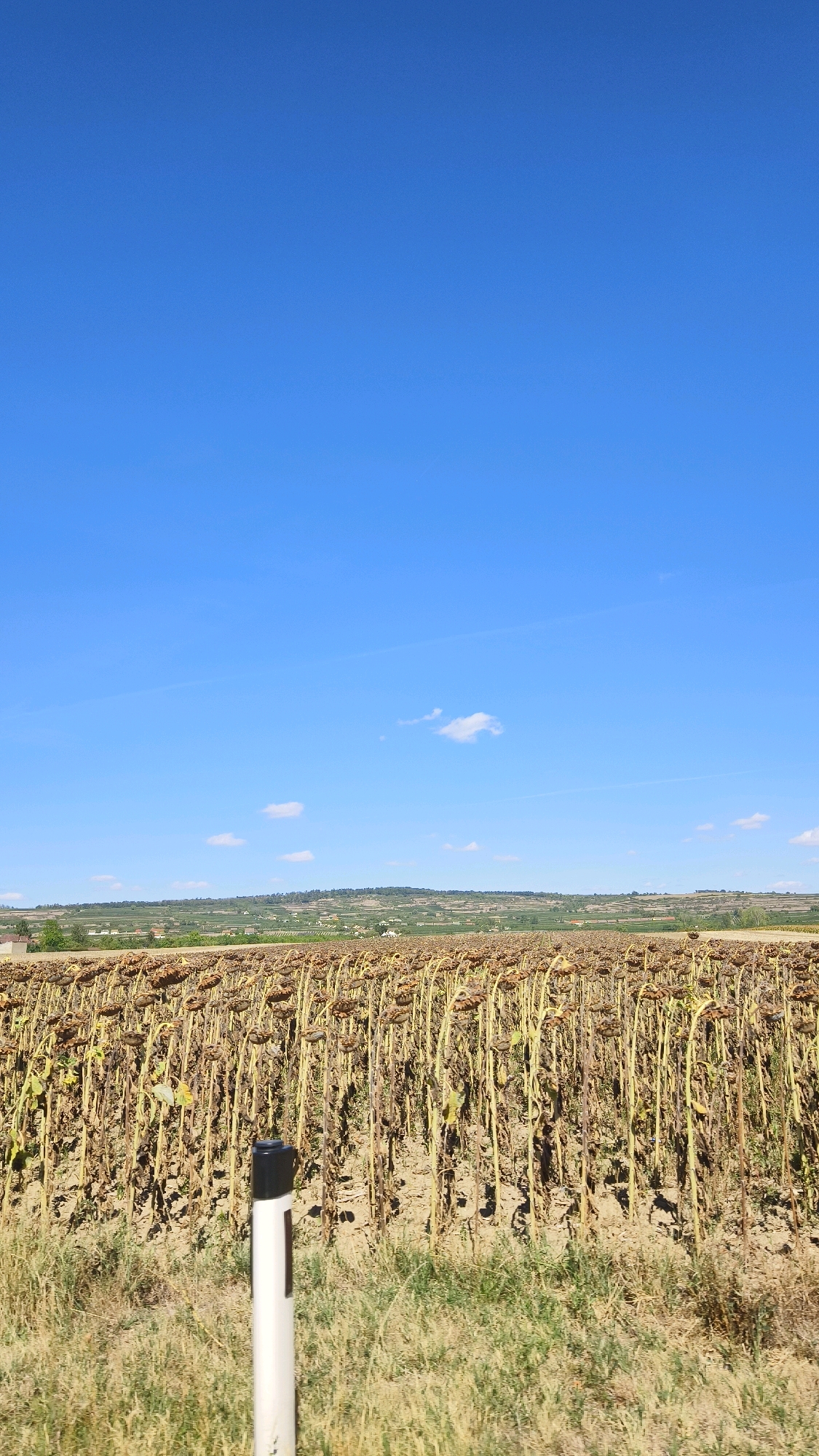 The image depicts a field of dried sunflowers under a clear blue sky with a few wispy clouds. The sunflowers are tall and their heads are bowed, indicating they have reached the end of their growth cycle. The stalks are a dry, yellowish-brown color. In the foreground, there is a white post with a black top, likely a marker or signpost. The ground around the sunflowers appears to be dry and earthy. In the background, a rolling landscape with scattered houses and vegetation is visible, suggesting a rural setting. The scene is likely located in or around Feuersbrunn, Austria, given the agricultural landscape. There are no people or animals visible in the image. The overall impression is one of a harvested or post-harvest agricultural field.
