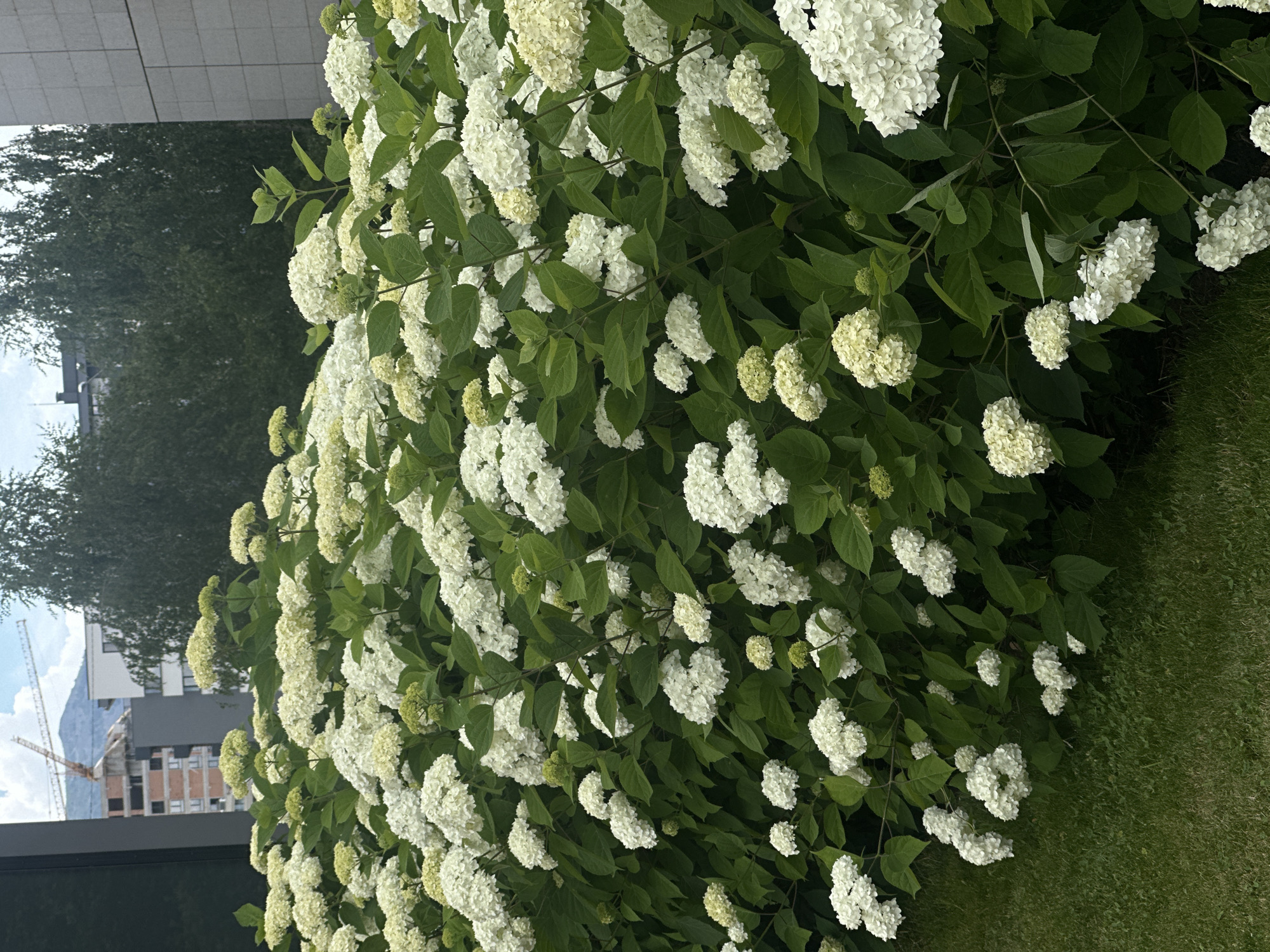 The image displays a dense bush of white hydrangeas in full bloom, set against a backdrop of urban construction and greenery. The hydrangeas are the primary subject, with large, clustered white flowers and dark green leaves filling the majority of the frame. The bush extends from the foreground and towards the right side of the image.
In the background, to the left, a modern building with a grey facade is visible, along with scaffolding and a construction crane, indicating ongoing building work. Beyond the immediate construction, a treeline with lush green foliage suggests a park or wooded area. The sky appears partly cloudy.
The lighting suggests it is daytime, likely late morning or afternoon, with natural light illuminating the scene. The image is oriented vertically, with the bush dominating the right and center of the frame, and the urban elements on the left. The overall impression is one of a juxtaposition between nature's bloom and urban development. No people are visible in the image. There is no visible text.