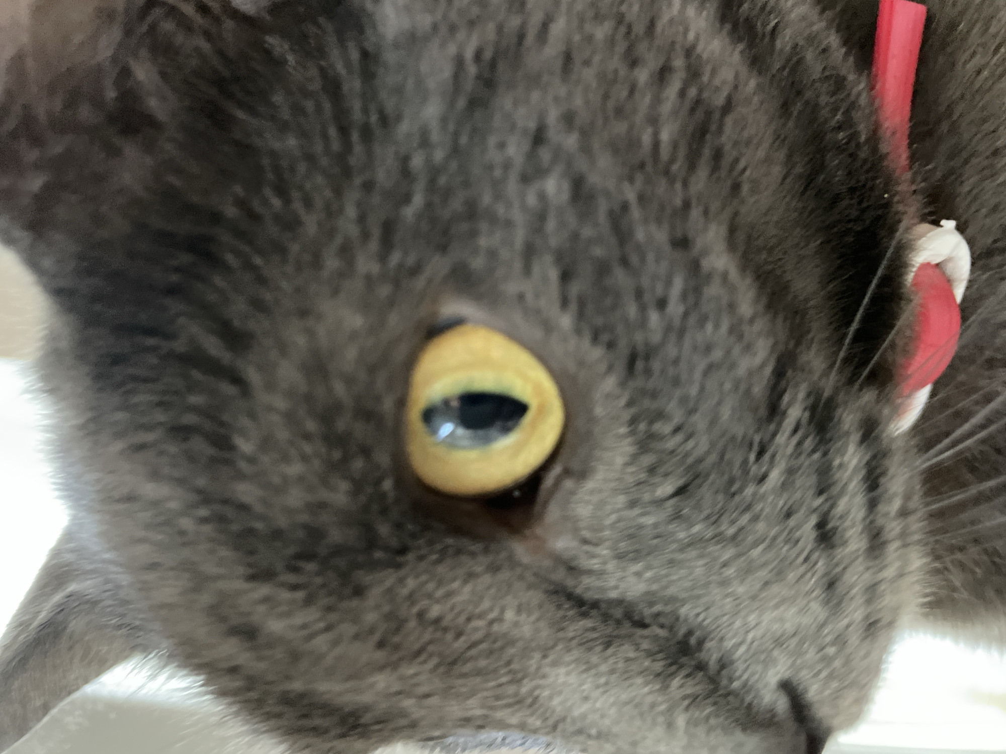 The image is a close-up, side-profile shot of a grey cat's face. The cat is looking to the left of the frame. Its left eye, which is a bright yellow with a vertical pupil, is clearly visible and in sharp focus. The cat's fur is a dark grey with lighter grey undertones. A sliver of a red collar is visible around the cat's neck at the bottom right of the frame. The background is blurry and appears to be a brightly lit interior space, possibly near a window. There is no indication of the cat's location in Sochi, Russia.