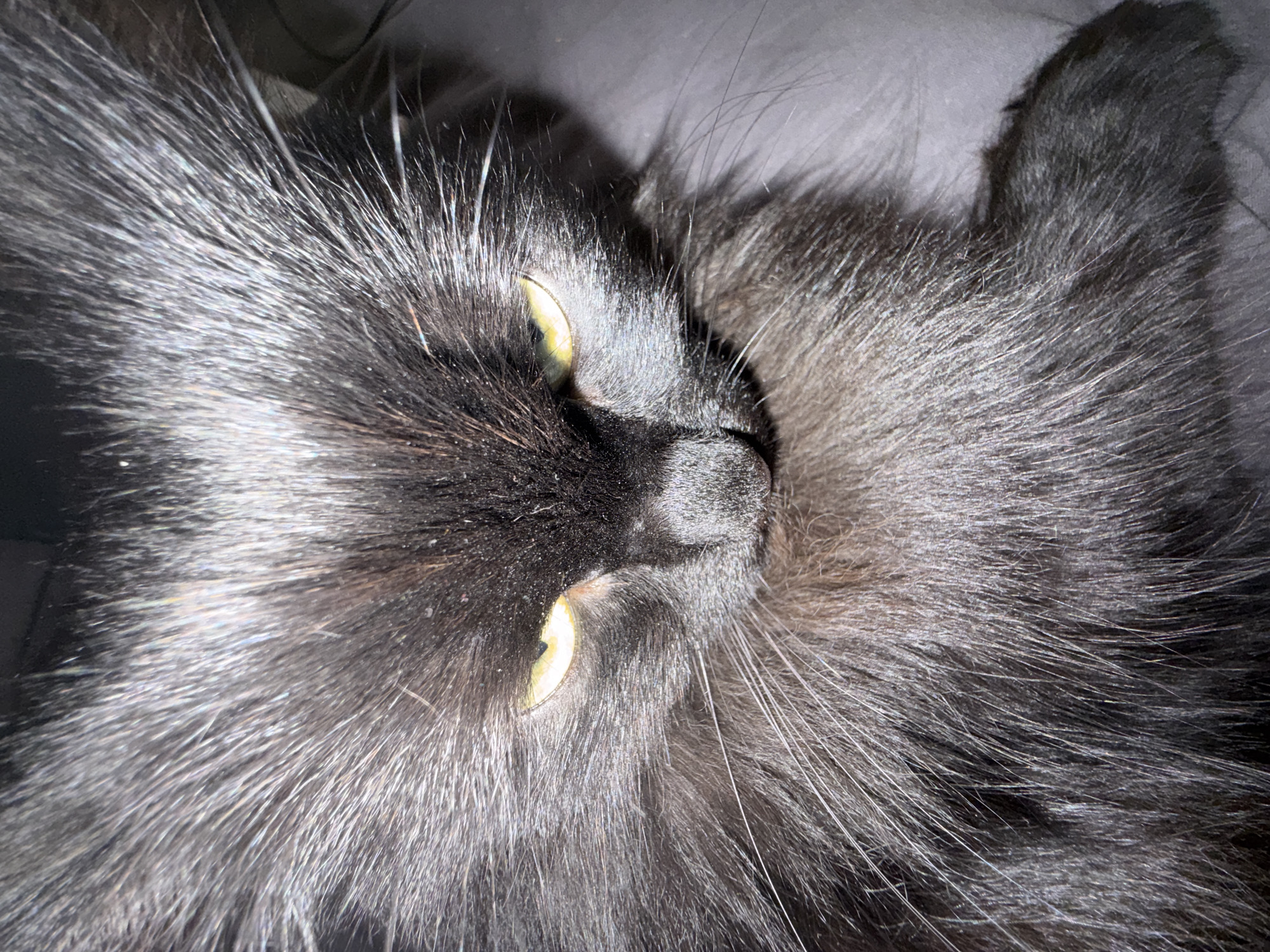 A close-up shot of a black cat with yellow eyes is laying down. The cat's fur is long and slightly silvered, and it is lying on a gray surface. The image is tightly cropped around the cat's face and paw. It is not possible to determine a location in Chaikovsky, Russia, from this image.