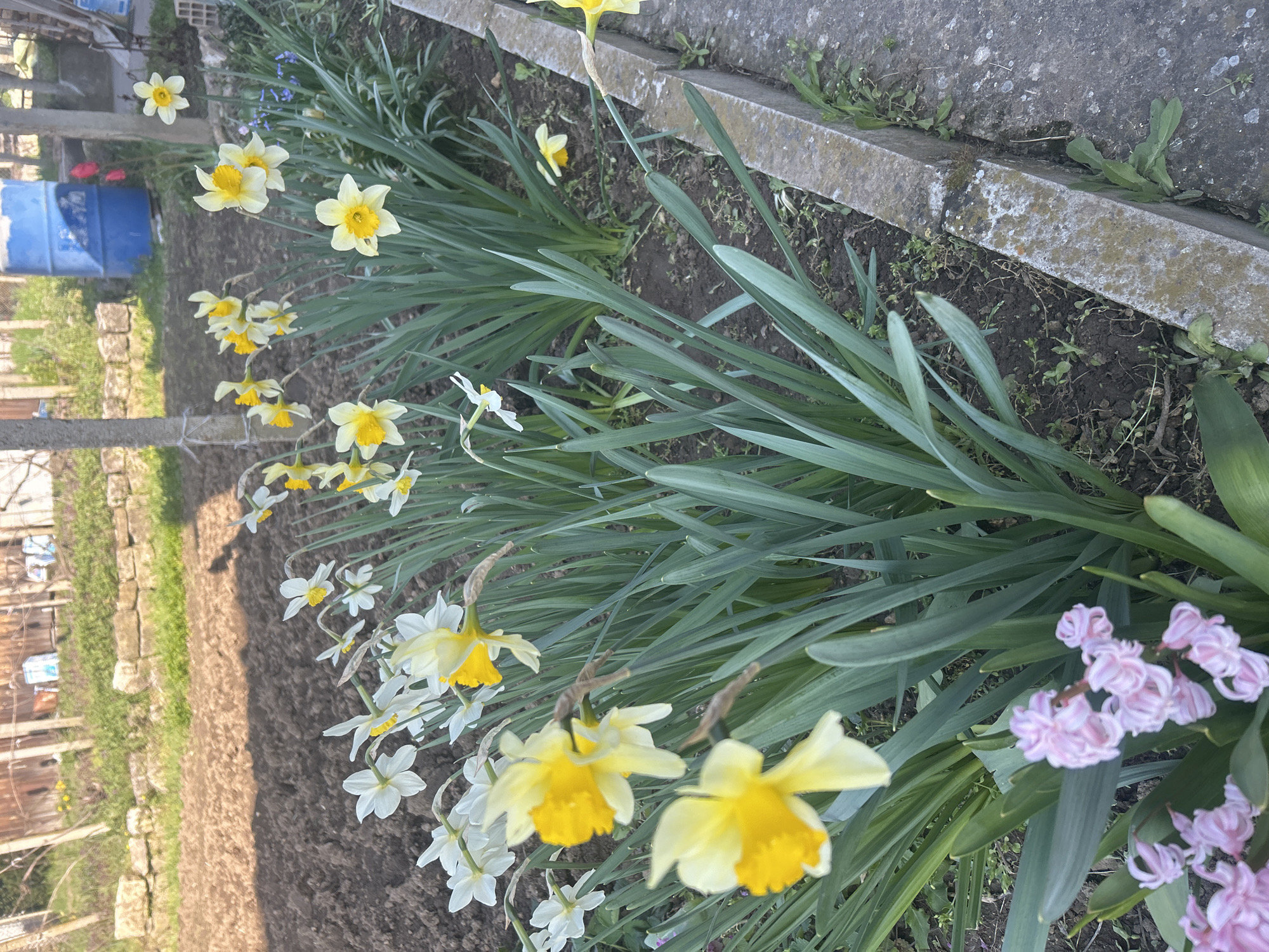 The image shows a garden in Senovo, Bulgaria. A row of daffodils with yellow and white flowers grows along a concrete curb. The ground is a mix of soil and vegetation. Further back, there is a blue barrel and a fence. The background is slightly blurred, showing parts of buildings and possibly other gardens.