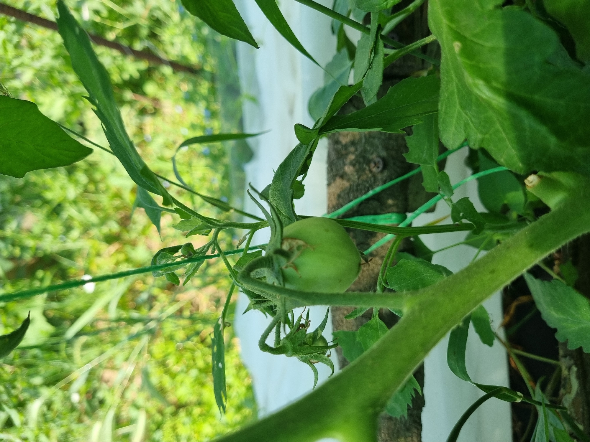 A small, green tomato is growing on a vine in a garden in Dabravka, Bulgaria. The tomato is round and smooth, with a few wispy tendrils clinging to it. The vine is green and fuzzy, with large, serrated leaves. In the background, there is a blur of green foliage and a white tarp.