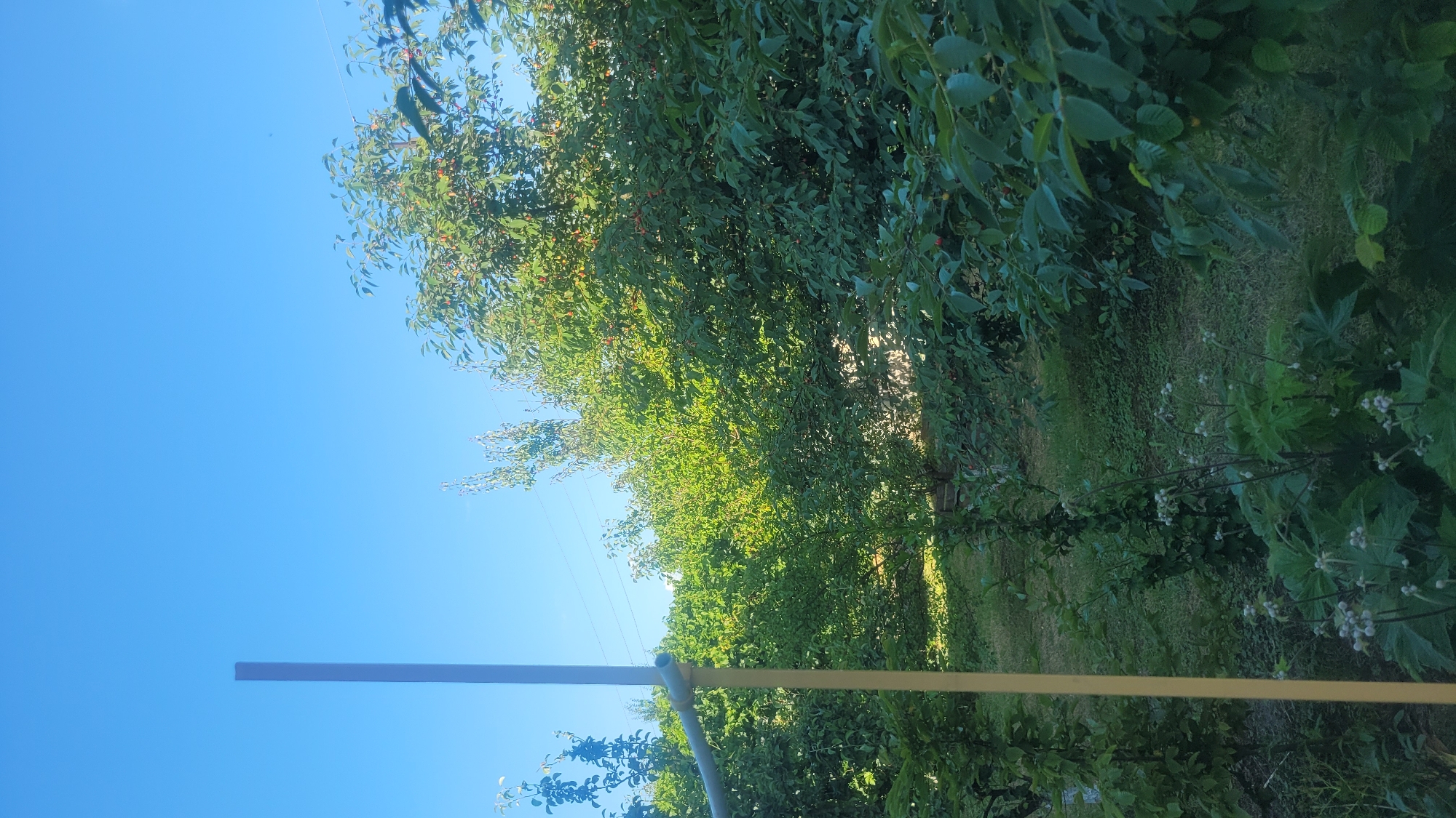 The image depicts an outdoor scene on a clear, sunny day. The primary subjects are lush green trees laden with what appear to be small red fruits, likely cherries or berries, scattered throughout the foliage. Some of these fruits are visible as small red dots against the green leaves. In the foreground, a horizontal white bar extends across the lower portion of the frame, with a curved gray pipe attached to its right end. Behind the trees, a grassy area is visible, suggesting a garden or park-like setting. The sky is a bright, cloudless blue. The scene evokes a sense of warmth and the abundance of nature, likely during summertime. The overall impression is one of a peaceful, verdant environment bathed in bright daylight.