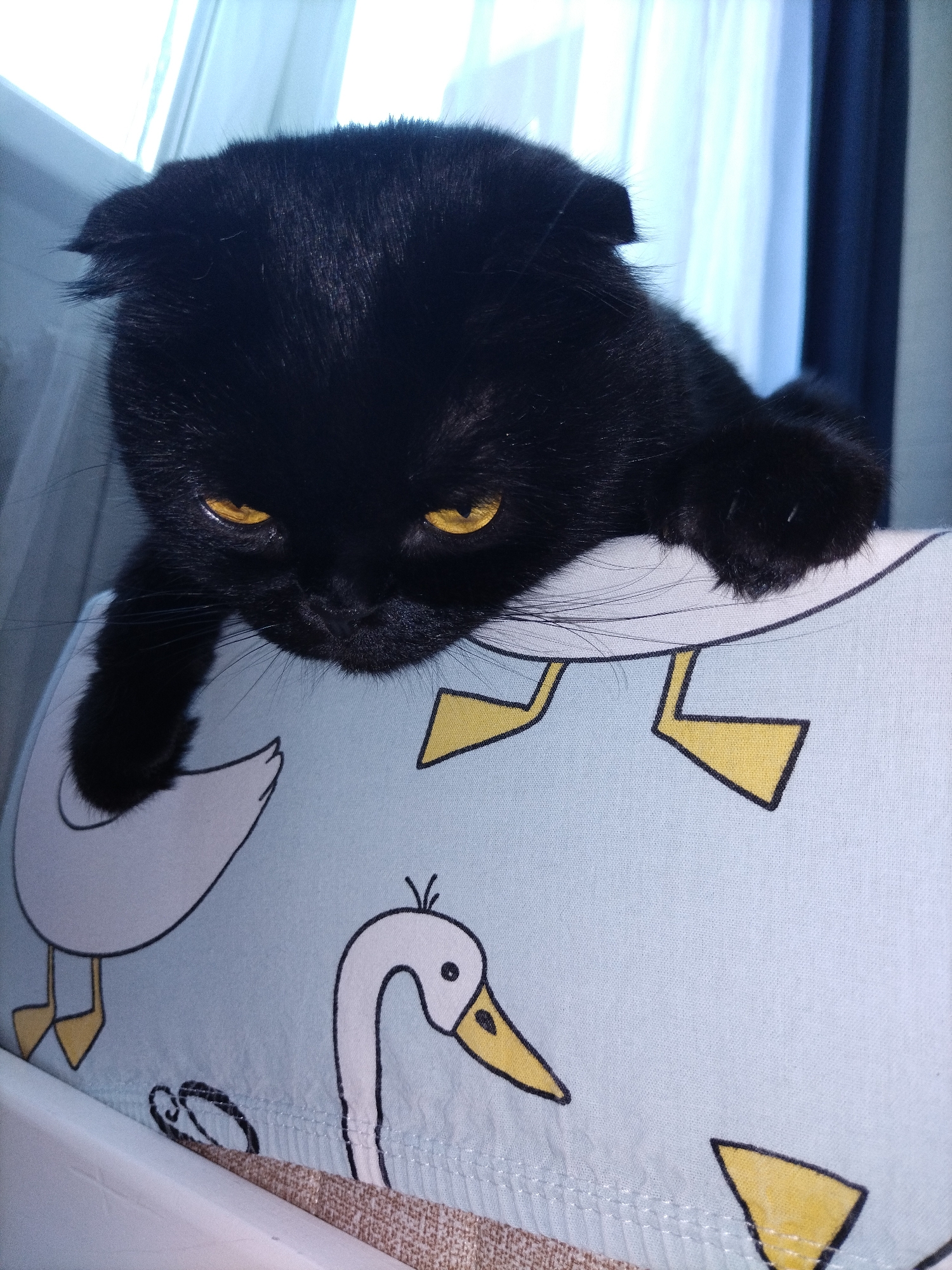 An overhead, eye-level, medium shot captures a black cat with bright yellow eyes resting its paws on a light blue fabric with a pattern of white ducks and yellow beaks. The cat is positioned at the top edge of the fabric, with its face peering downwards. The background consists of soft, diffused light coming from a window with sheer white curtains, creating a slightly blurred and calm atmosphere. The focus is primarily on the cat and the fabric it is resting on.