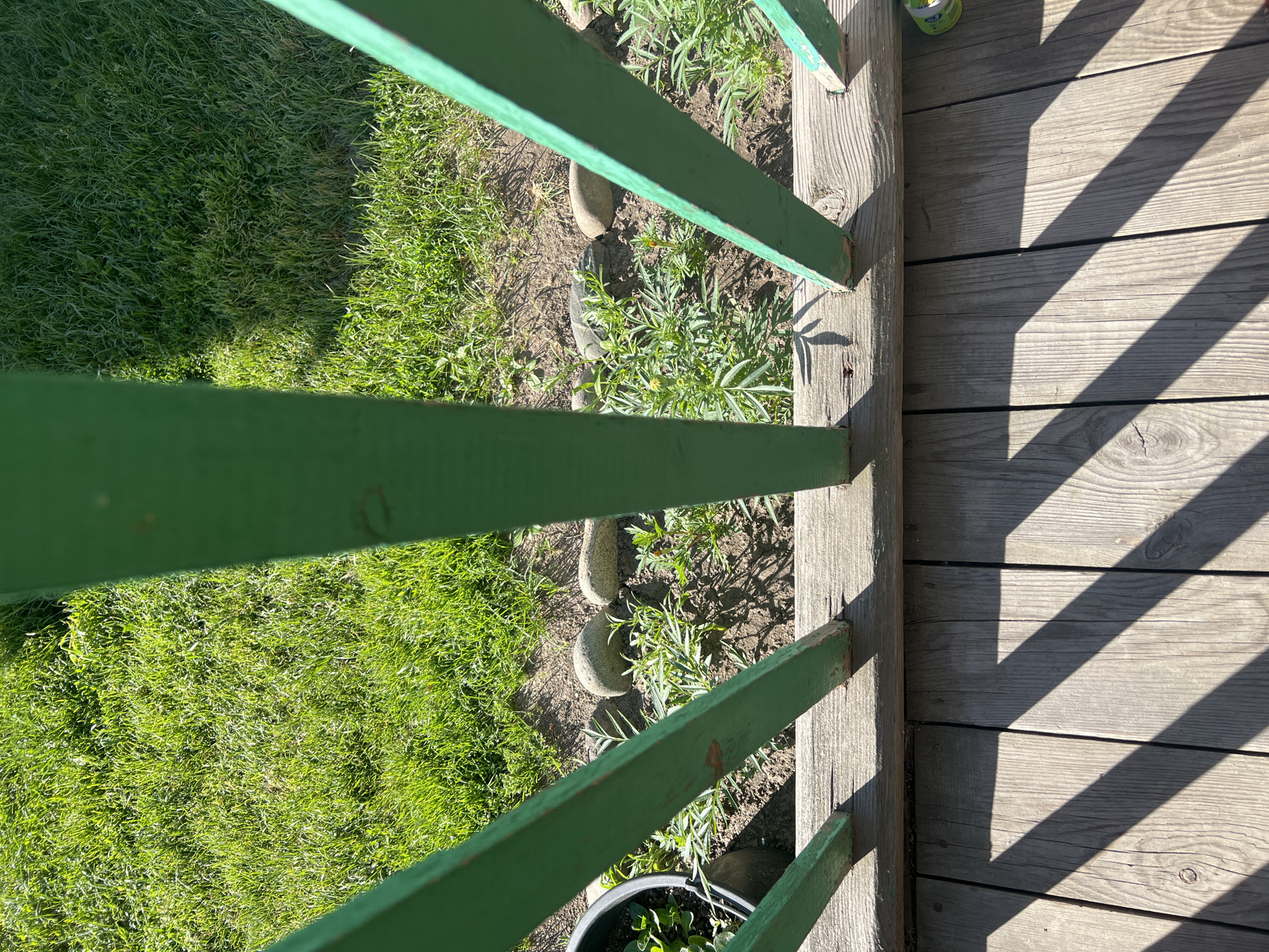 In Mochische, Russia, a sunlit scene unfolds from a wooden porch. The foreground is dominated by weathered wooden planks, casting long, diagonal shadows from an unseen structure. Beyond the porch railing, painted in a vibrant green, a strip of bare earth is visible, dotted with small, green plants. A few smooth, grey stones are scattered amongst the plants. Further back, a neatly manicured lawn stretches out, bathed in bright sunlight. To the left of the plants, a dark pot, likely containing more greenery, is partially visible. The overall impression is one of a peaceful, outdoor space on a clear day.