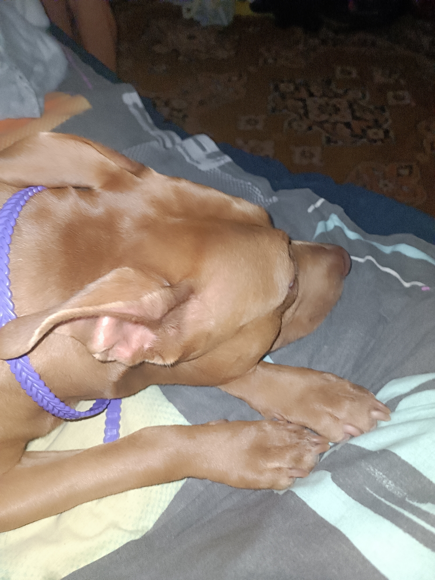 A medium-sized brown dog with a purple braided collar is lying on a bed with striped sheets. The dog's head is resting on the bed, and its paws are extended in front of it. The background shows a patterned carpet. The scene appears to be indoors.