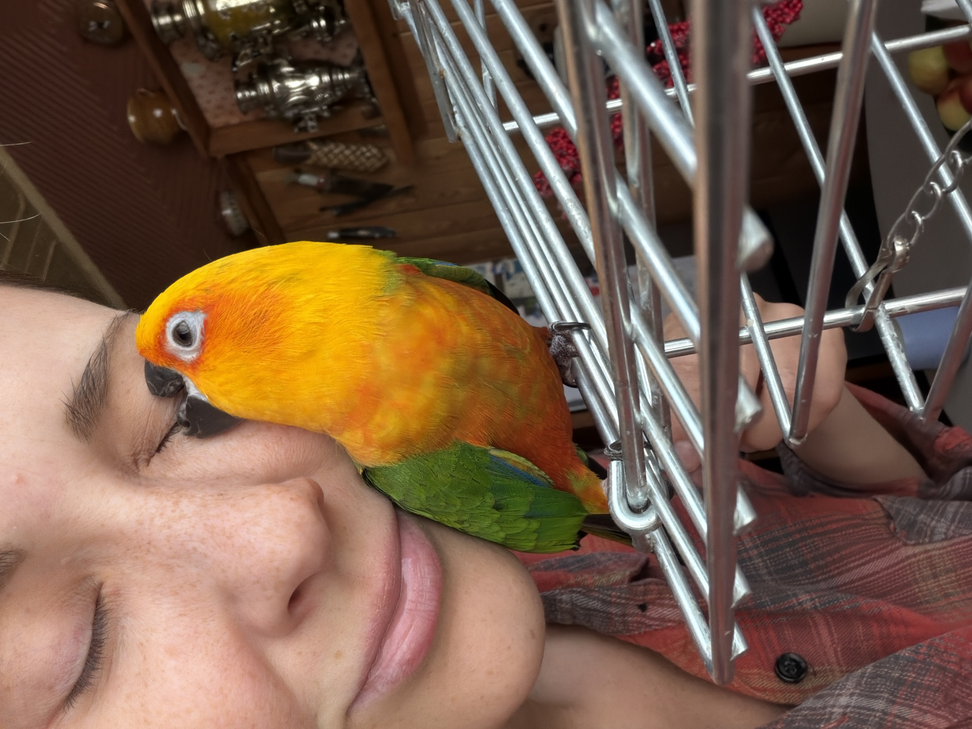 This close-up media file features a person lying down with their eyes closed, resting their head on a surface. A Sun Conure parrot, with vibrant yellow and orange plumage and green accents, is perched on the person's face, its head resting gently against their cheek. The parrot's eye is clearly visible, and its beak is partially closed. The person's skin has freckles, and their lips are slightly parted. They are wearing a red and grey plaid shirt. In the background, out of focus, there is a cage with silver bars, and behind that, a wooden shelf with various decorative items. Some of these items appear to be metallic, possibly samovars or similar vessels, and there are also some red decorative elements and a cluster of what look like apples. The overall lighting suggests it might be daytime. The scene evokes a sense of closeness and trust between the person and the bird. There is no visible text in the media file. The location context provided is Khimki, Russia.