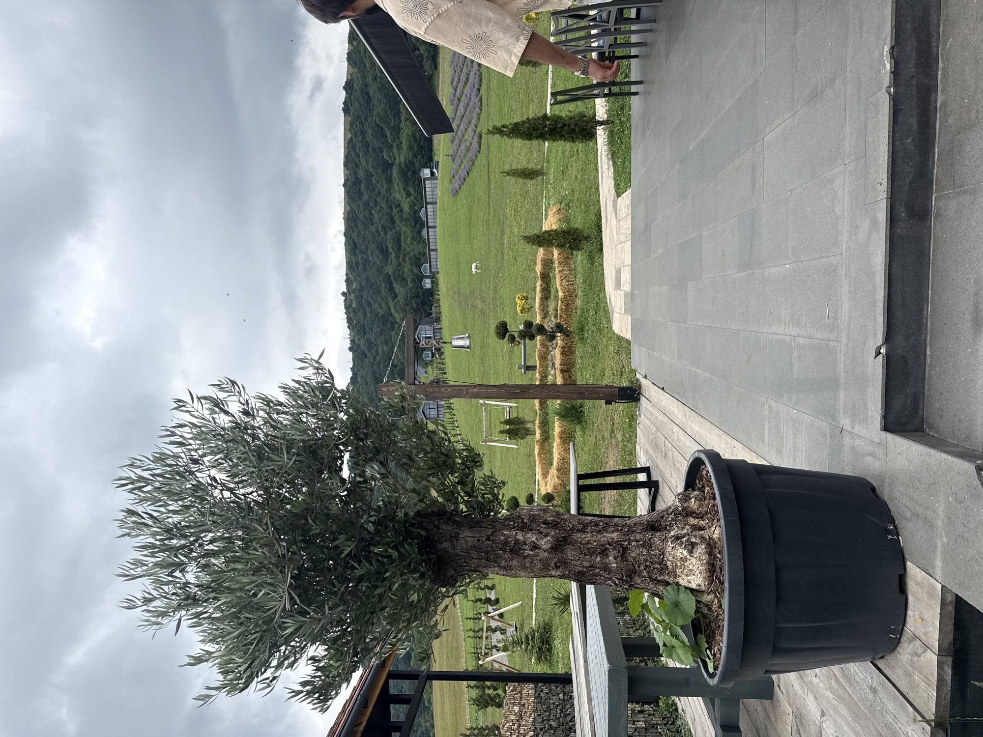 This is a photograph taken outdoors at a cafe or restaurant in Dsegh, Armenia, with a view of a large grassy field with a herd of sheep and rolling hills in the background. In the foreground, a large potted olive tree is positioned on a wooden deck next to a table and chairs. A person is partially visible in the lower right corner of the frame, facing away from the camera and looking out at the landscape. The sky is overcast and appears to be cloudy. The overall atmosphere is serene and pastoral, with elements of both nature and human habitation.