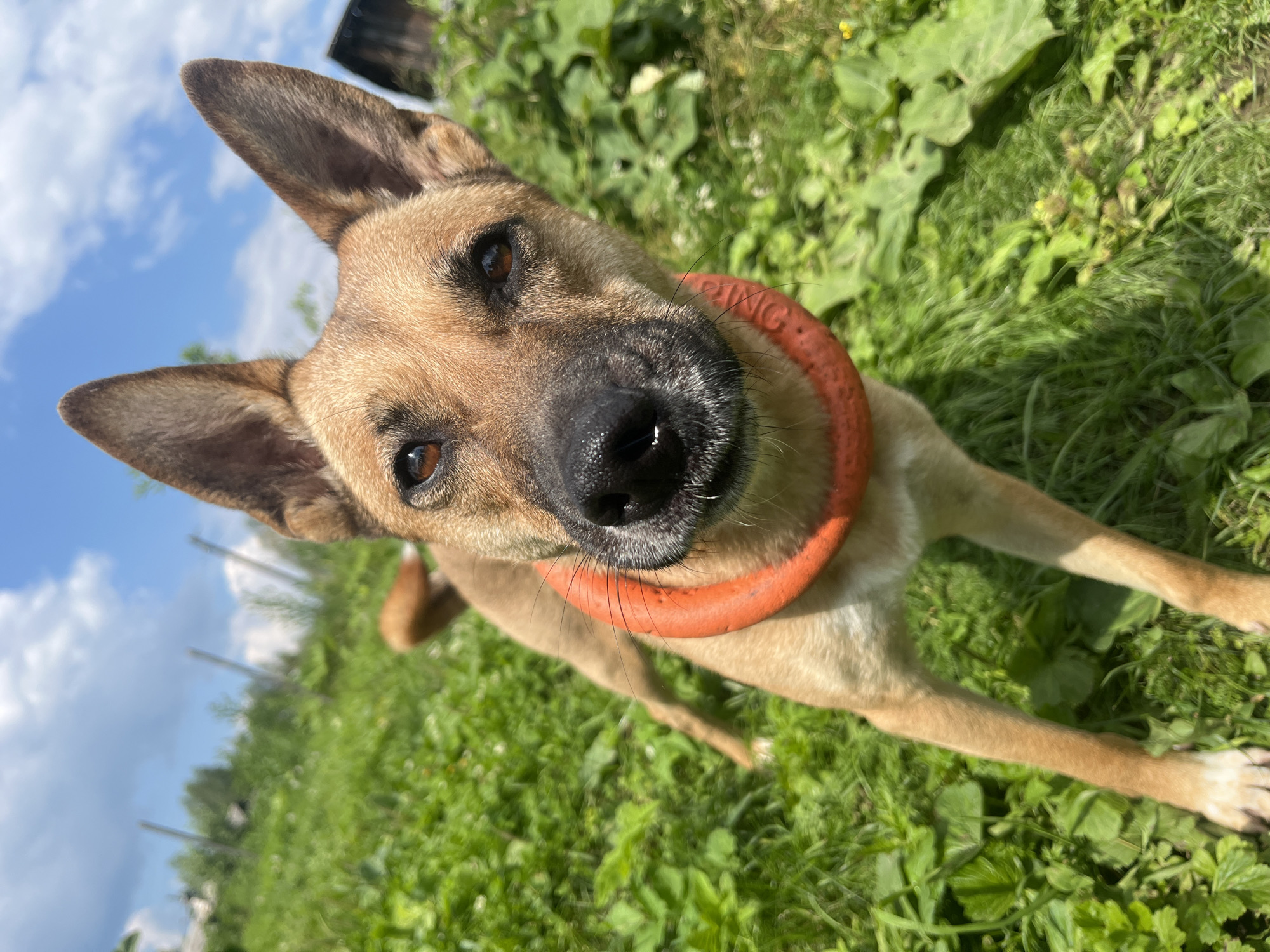 A medium shot shows a tan dog with large ears and an orange collar standing in a grassy, outdoor area. The dog is looking directly at the camera, with its head tilted slightly. The background is out of focus, but appears to be a rural setting with trees and a blue sky with some clouds. The scene does not contain any elements that would indicate its location in Nizhny Tagil, Russia.