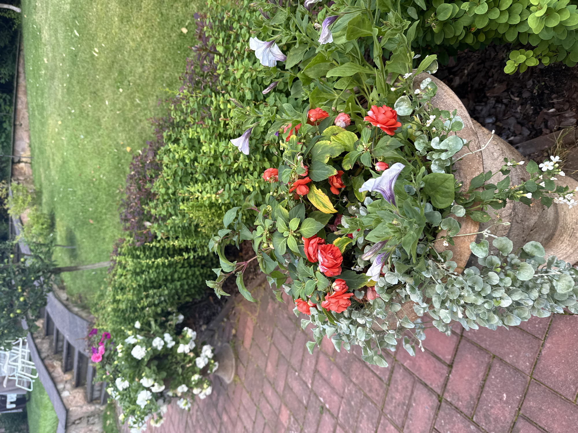 This is a ground-level, full-shot, outdoor photograph taken in Yukki, Russia. The scene focuses on a large, textured, stone planter filled with a variety of flowering plants. The planter is situated on a paved walkway made of reddish-brown brick pavers. Cascading down the side of the planter are delicate, silvery-green, heart-shaped leaves. Among the foliage, bright red impatiens and pale purple petunias are in bloom. The background consists of lush green grass, manicured shrubs, and a section of stone stairs leading upwards. White petunias in another planter are visible on the left side of the frame, near the stairs. The overall impression is a well-maintained garden setting.