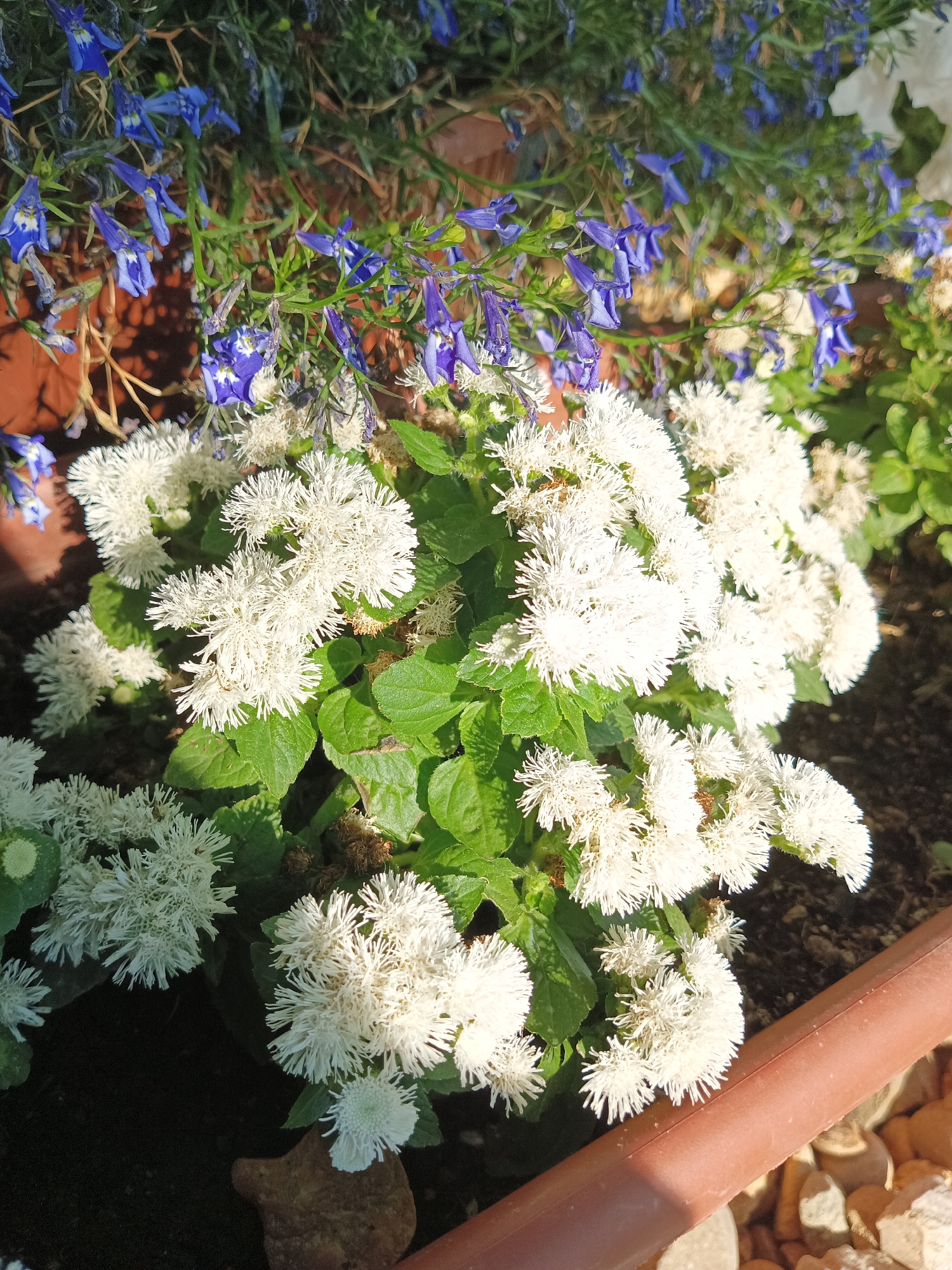 The image displays a close-up view of a planter filled with flowering plants. The primary subjects are clusters of fluffy, white flowers with a slightly fringed appearance. These flowers are dense and appear to be in full bloom, creating a textured effect. Interspersed with the white flowers are delicate blue flowers, which are smaller and tubular in shape. Green foliage is visible beneath and around the flowers, providing a vibrant contrast.
The scene is set outdoors, likely in a garden or patio area, given the presence of a brown planter rim and some small stones in the lower right corner. The lighting suggests it is daytime, with sunlight casting shadows and highlighting the details of the flowers. The overall impression is one of a well-maintained and flourishing plant arrangement.
There are no people or specific activities depicted. The focus is entirely on the botanical subjects. The location is identified as Maryanskaya, Russia. There is no visible text in the image.