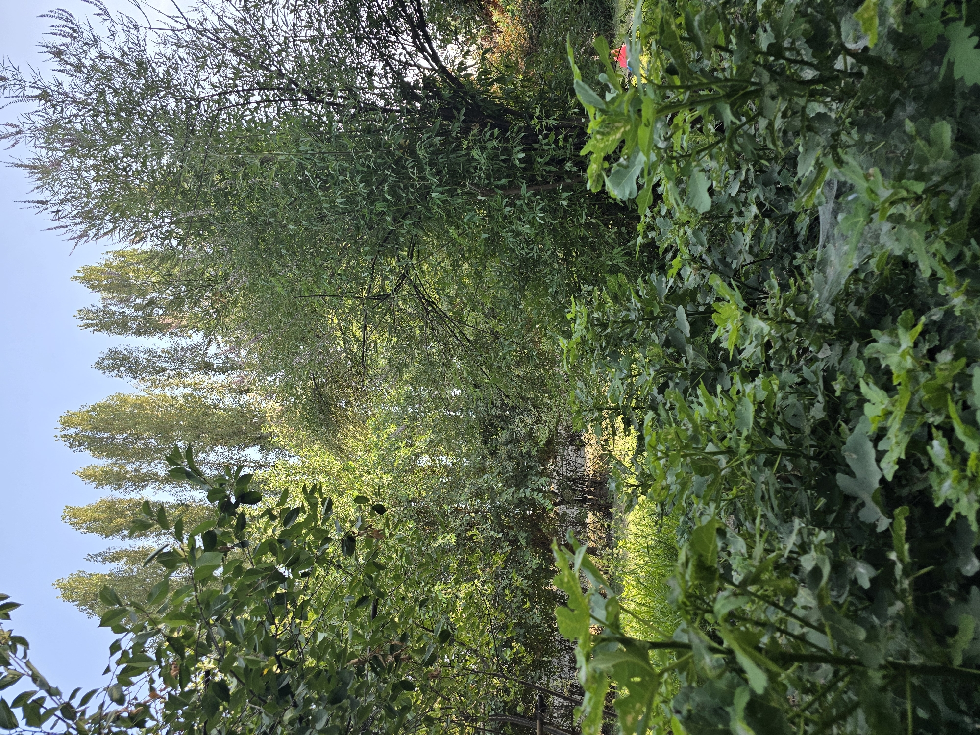The image depicts a lush, overgrown garden with dense foliage in Severniy Mayak, Uzbekistan. Tall, slender trees with light green leaves dominate the background, silhouetted against a clear, pale blue sky. In the midground, a large, leafy tree with dark green foliage stands prominently, its branches reaching upwards. The foreground is filled with low-lying green plants, some with broad, distinct leaves, and others with a more feathery appearance. Patches of sunlight dapple through the leaves, illuminating the grass and creating a sense of depth. A small portion of a red object, possibly a piece of fabric or equipment, is visible in the far right background, peeking out from behind the vegetation. Spiderwebs are visible on some of the plants in the foreground, particularly on the right side of the image. The overall impression is one of a wild, untamed natural space within an urban or semi-urban setting.