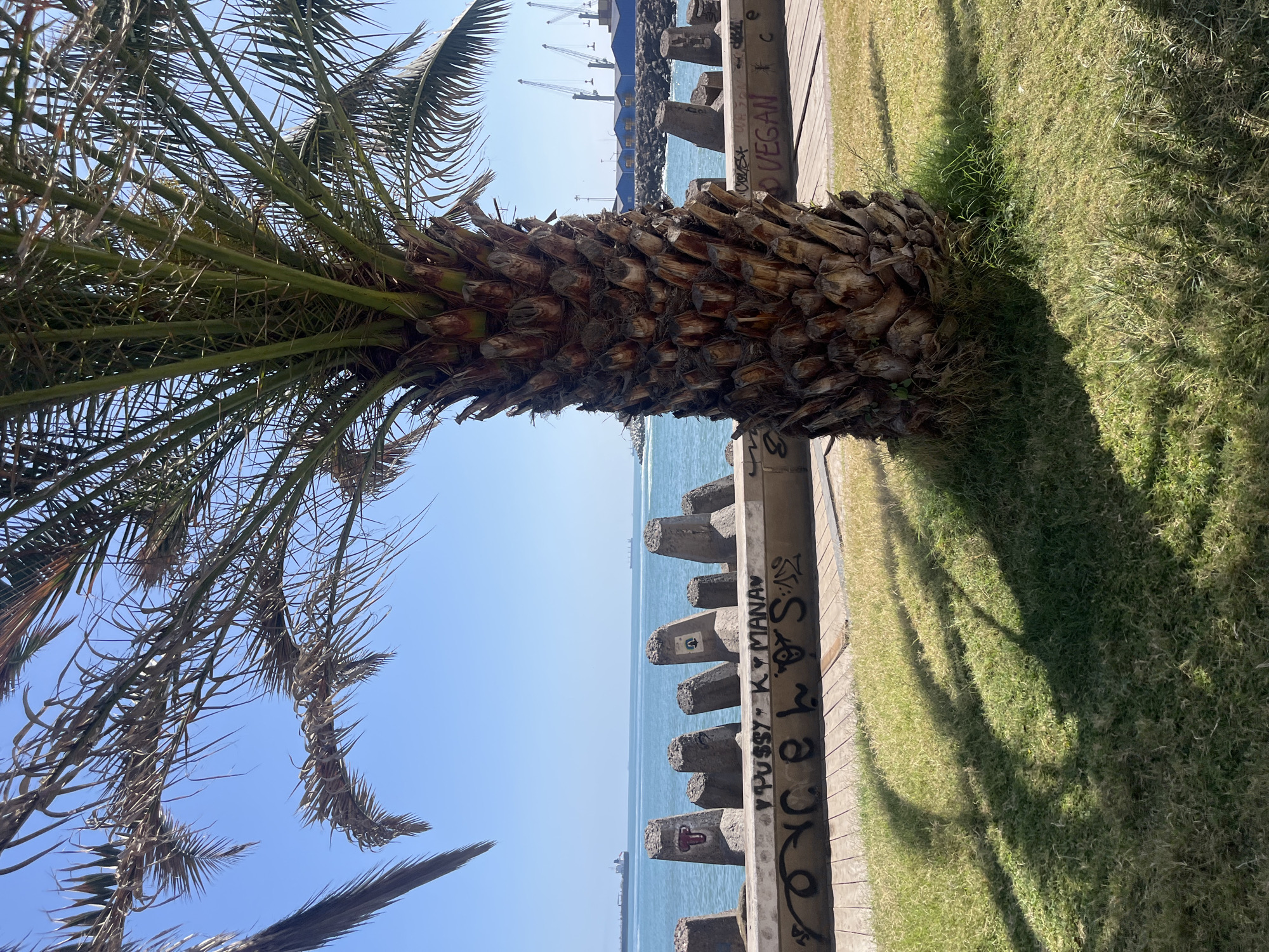 A slightly tilted, eye-level shot shows a palm tree in Arica, Chile, with the sea in the background. The trunk of the palm is prominent in the center, extending from the lower left towards the upper right. The fronds of the tree reach across the upper left corner. Behind the tree trunk, a concrete barrier runs horizontally, separating a grassy area on the right from the sea on the left. The barrier is marked with graffiti. The sea is visible beyond the barrier, with distant buildings and cranes discernible on the horizon. The sky is clear and blue. The grassy area extends towards the lower right, with shadows cast by the palm tree.
