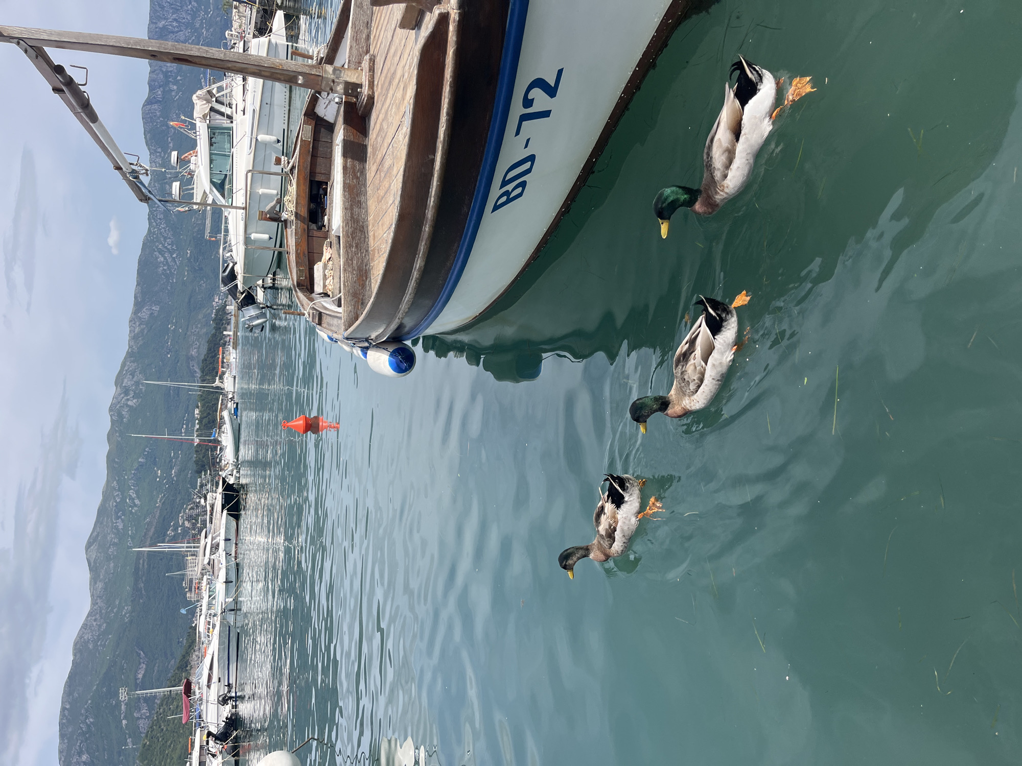 The image captures a scene at a marina in Budva, Montenegro. Three mallard ducks swim in the green-tinged water adjacent to a wooden boat with the lettering "BD-72" on its hull. In the background, mountains rise behind a row of docked sailboats and yachts. An orange marker buoy floats in the water near the boats. The weather appears sunny.