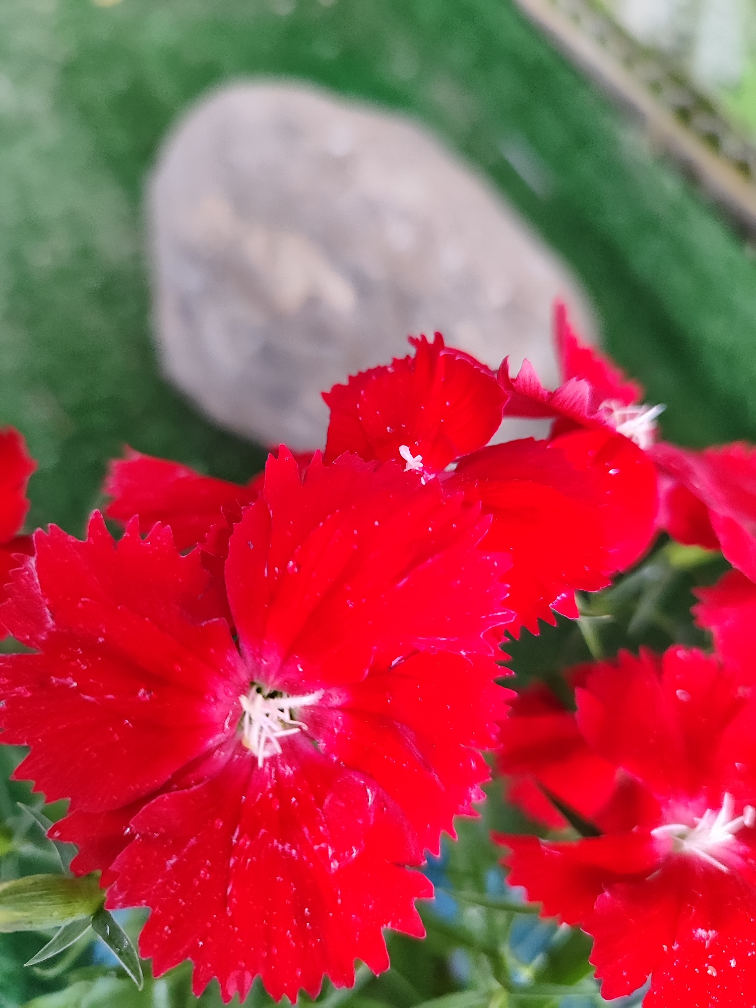 The image is a close-up, vertical, outdoor shot of several bright red flowers, likely dianthus, in full bloom. The petals have a finely serrated edge and are dotted with tiny water droplets, suggesting recent rain or dew. In the blurred background, a single, light gray, oval-shaped stone rests on a green surface, possibly artificial turf or a tightly mown lawn. The lighting is bright, and the focus is sharp on the flowers in the foreground, creating a shallow depth of field. No people or specific landmarks of Bryukhovetskaya, Russia are visible.