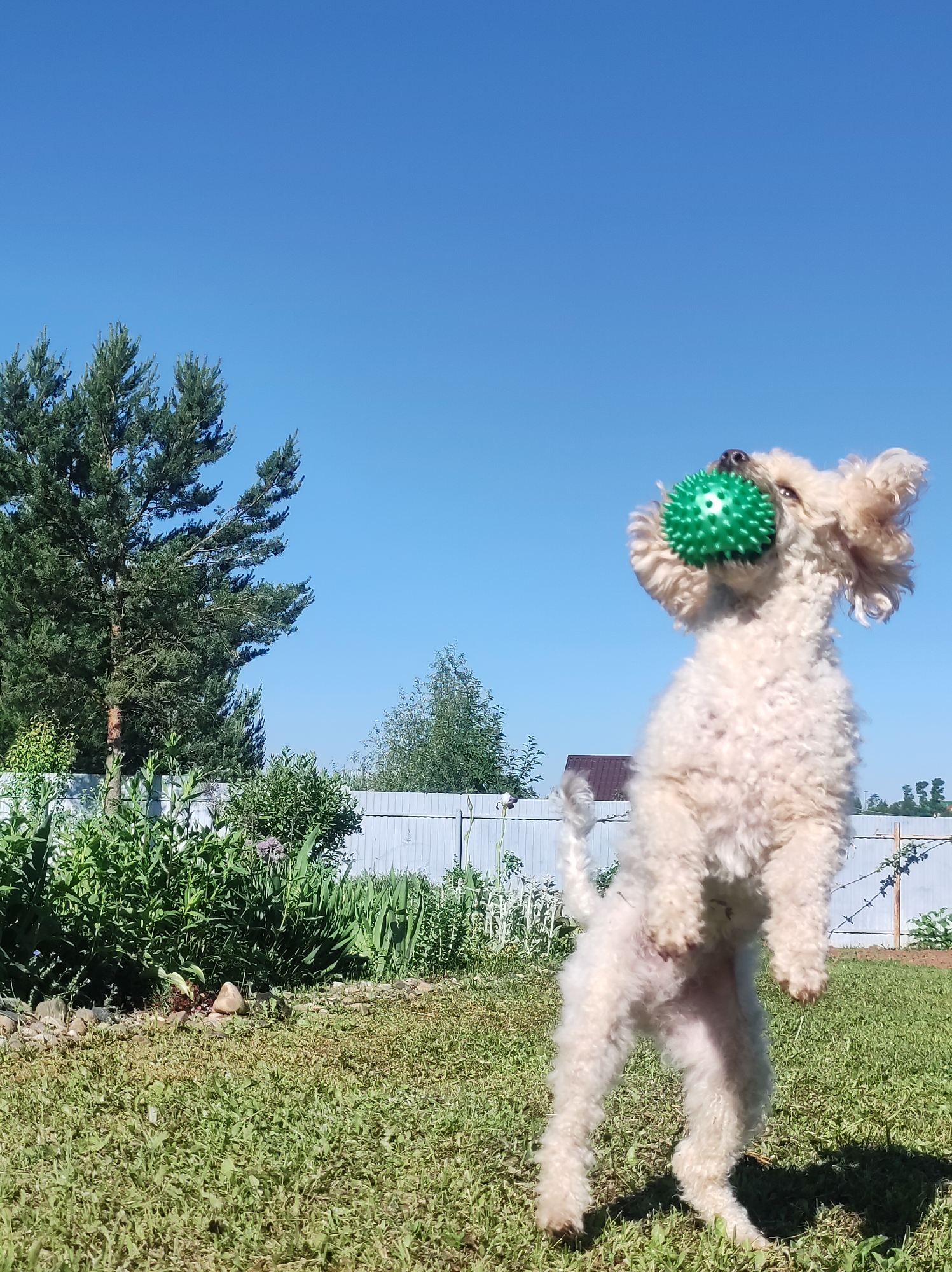 A light-colored poodle with a textured green ball in its mouth is captured mid-air, jumping against a clear blue sky in a grassy yard. The dog's hind legs are extended downwards, and its front paws are slightly raised. Behind the dog, a light-colored wooden fence runs horizontally across the frame, with lush green foliage and trees visible beyond it. The scene appears to be a backyard in the city of Fokino, Russia, characterized by a sunny day with ample natural light.