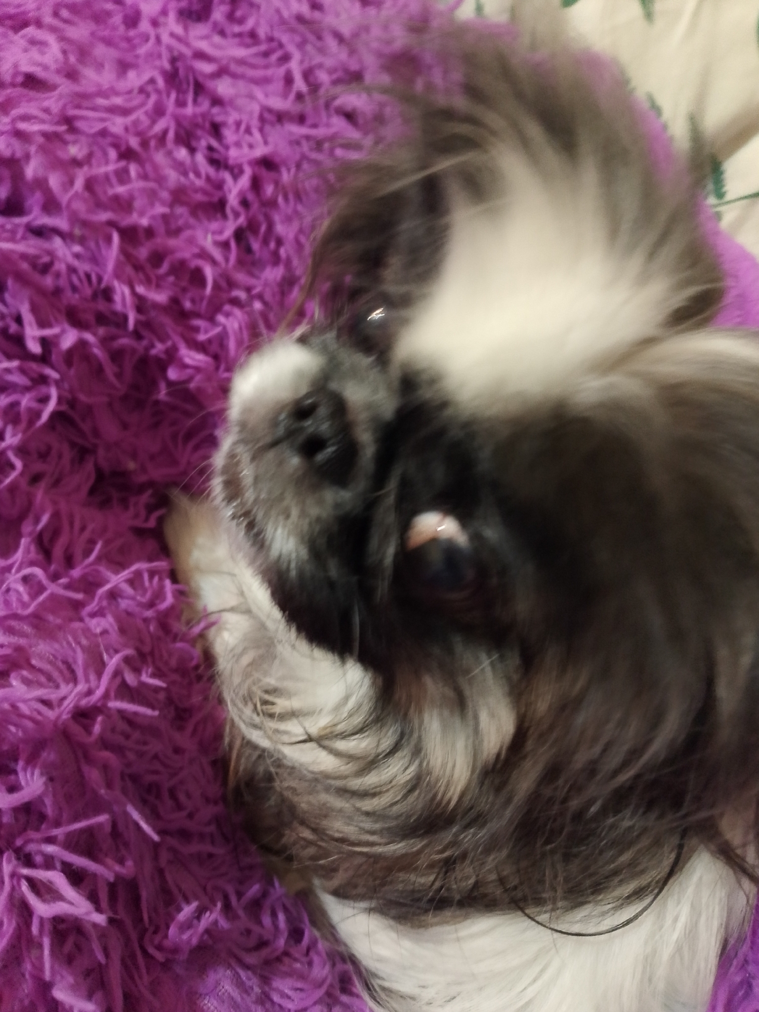 A close-up shot of a small, black and white Shih Tzu dog lying on a purple, fluffy blanket. The dog's face is the primary focus, with its dark nose and one visible eye. The background consists of the purple blanket and hints of a white surface with green patterns. The location in Izhevsk, Russia is unknown.