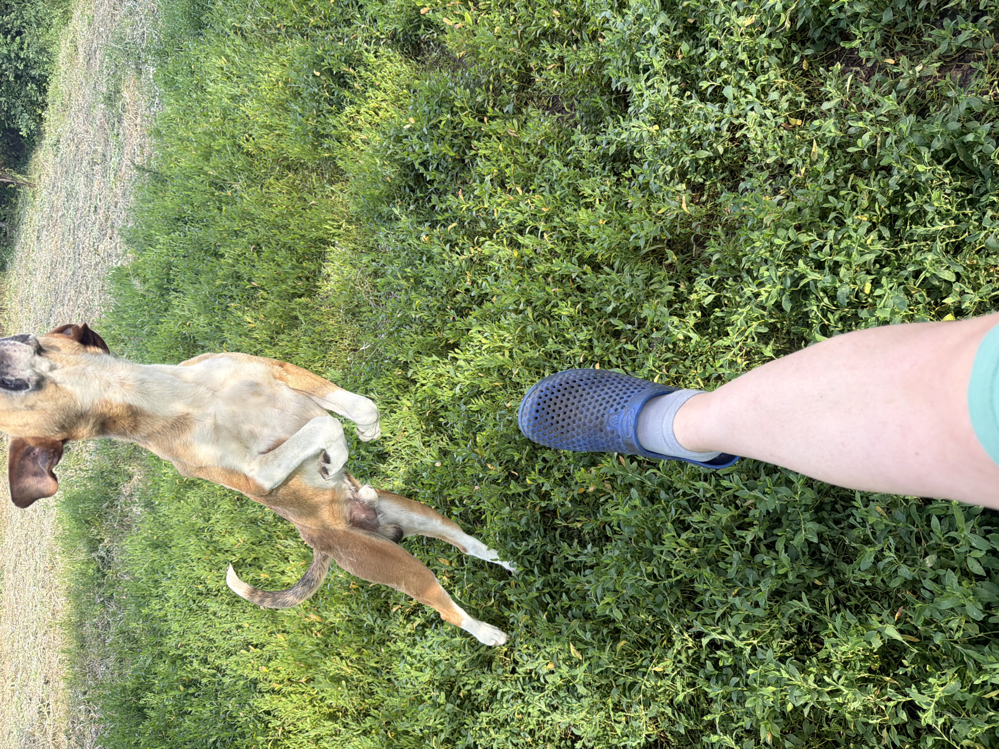 The image captures a dog leaping in a grassy outdoor area, possibly a park or backyard. The dog is light brown with white markings on its legs and chest, and its tail is curled upwards. In the foreground, a person's left leg and foot are visible. The person is wearing a blue clog-like shoe over a gray sock. The ground is covered in dense green grass and some patches of dry, lighter-colored vegetation. The background shows more greenery and hints of trees. The lighting suggests it is daytime, with sunlight casting shadows on the grass. The setting appears to be rural or semi-rural. There is no visible indication of the location being in Leningradskaya, Russia.