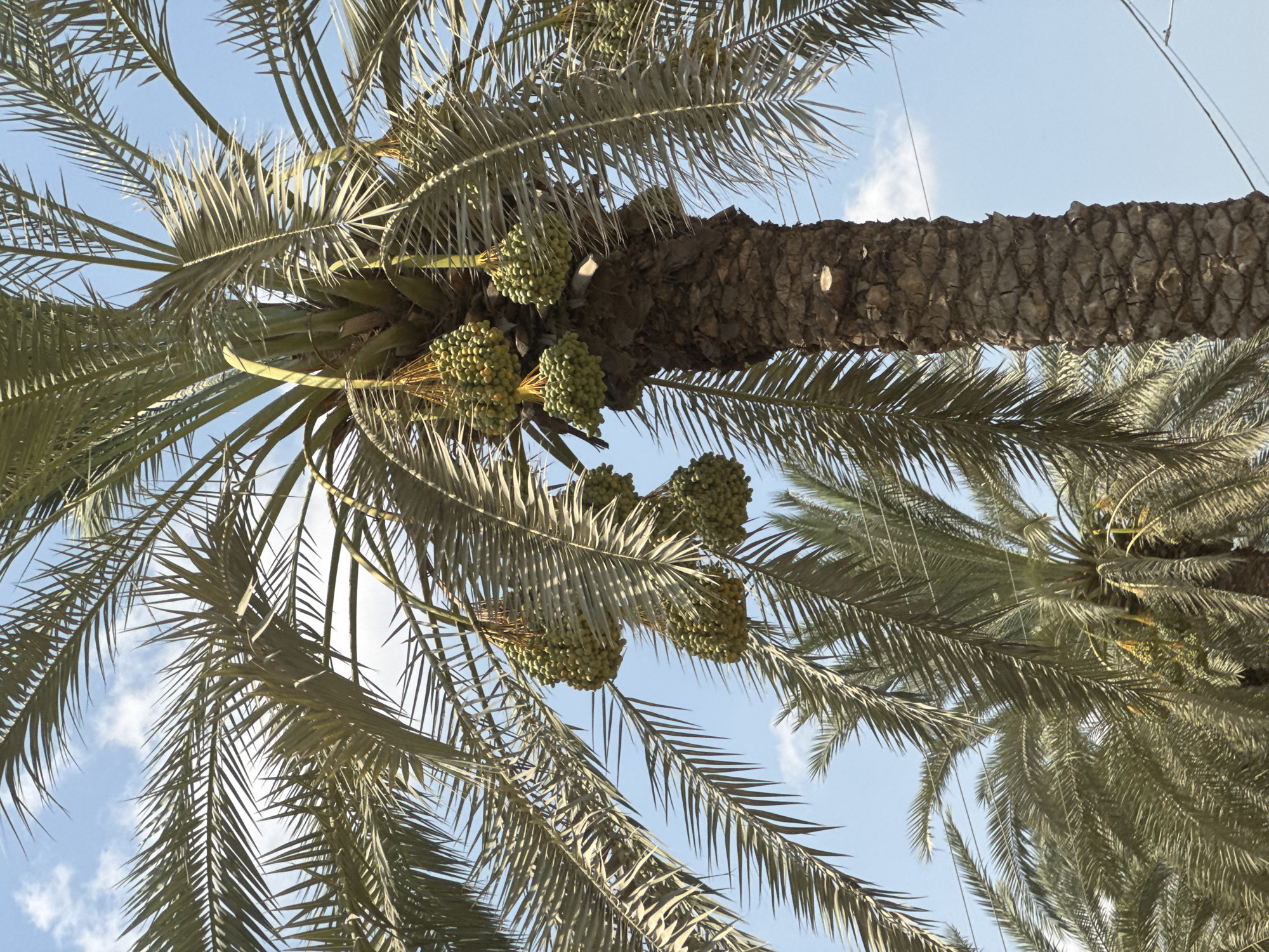 This is a low-angle, eye-level, medium shot of a date palm tree in Emek HaYarden Regional Council, Israel. The date palm is laden with clusters of green dates. The fronds of the tree are large and feathery, and the trunk is rough and textured. The sky is blue with scattered white clouds. In the background, other palm trees are visible, as well as some electrical wires. The scene is bathed in bright sunlight, casting shadows and highlighting the details of the palm tree and its fruit. The image appears to be taken outdoors, likely in a park or a natural setting within the region.