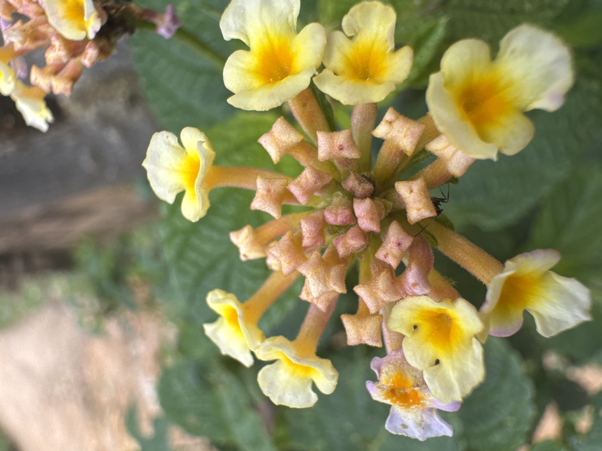 A close-up, high-angle shot captures a cluster of yellow and orange lantana flowers in bloom. The flowers are arranged in a spherical inflorescence, with individual florets opening outwards. The petals of the florets are primarily yellow, with bright orange centers. Some of the florets are still in bud stage, appearing as small, star-shaped, pinkish-orange structures. The background consists of blurred green foliage and a muted, textured surface that appears to be a pathway or ground. A small ant is visible on one of the flower stalks. The lighting is bright, casting soft shadows and highlighting the textures of the petals and buds.