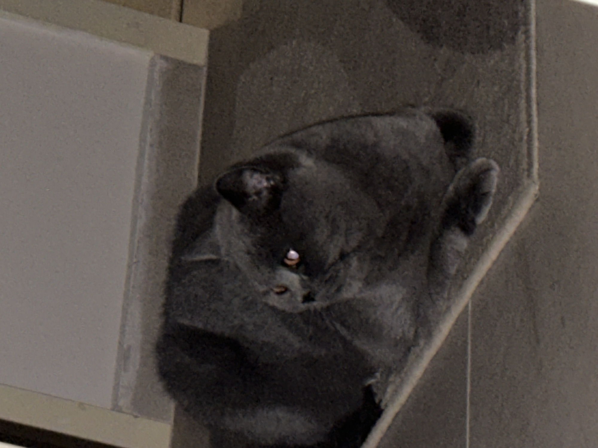 A dark gray cat is curled up on a carpeted ledge. The cat is looking to the left with its eyes open. The ledge is positioned on a tiered surface, with the cat resting on the middle tier. The background appears to be a wall or structure with a light-colored surface. The lighting in the scene is dim.