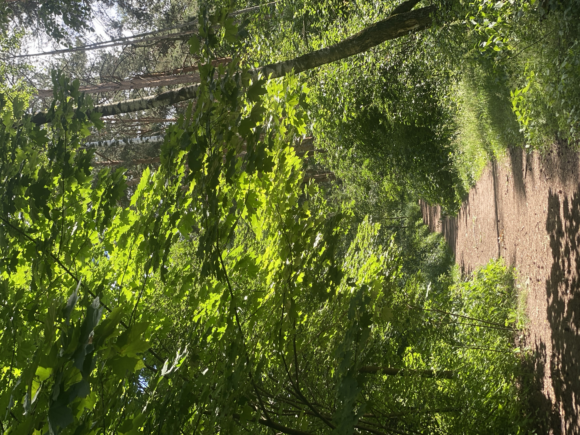 A sun-dappled dirt path winds through a lush green forest in Kotelniki, Russia. Dense foliage, including broad green leaves and a variety of shrubs, lines both sides of the path. Sunlight filters through the canopy, creating patches of light and shadow on the ground. In the background, the trunks of tall trees, some with speckled bark, are visible, suggesting a mixed forest. The path appears well-trodden and leads into the distance, inviting exploration. There are no people or animals visible in the image. The overall impression is one of a peaceful, natural setting.