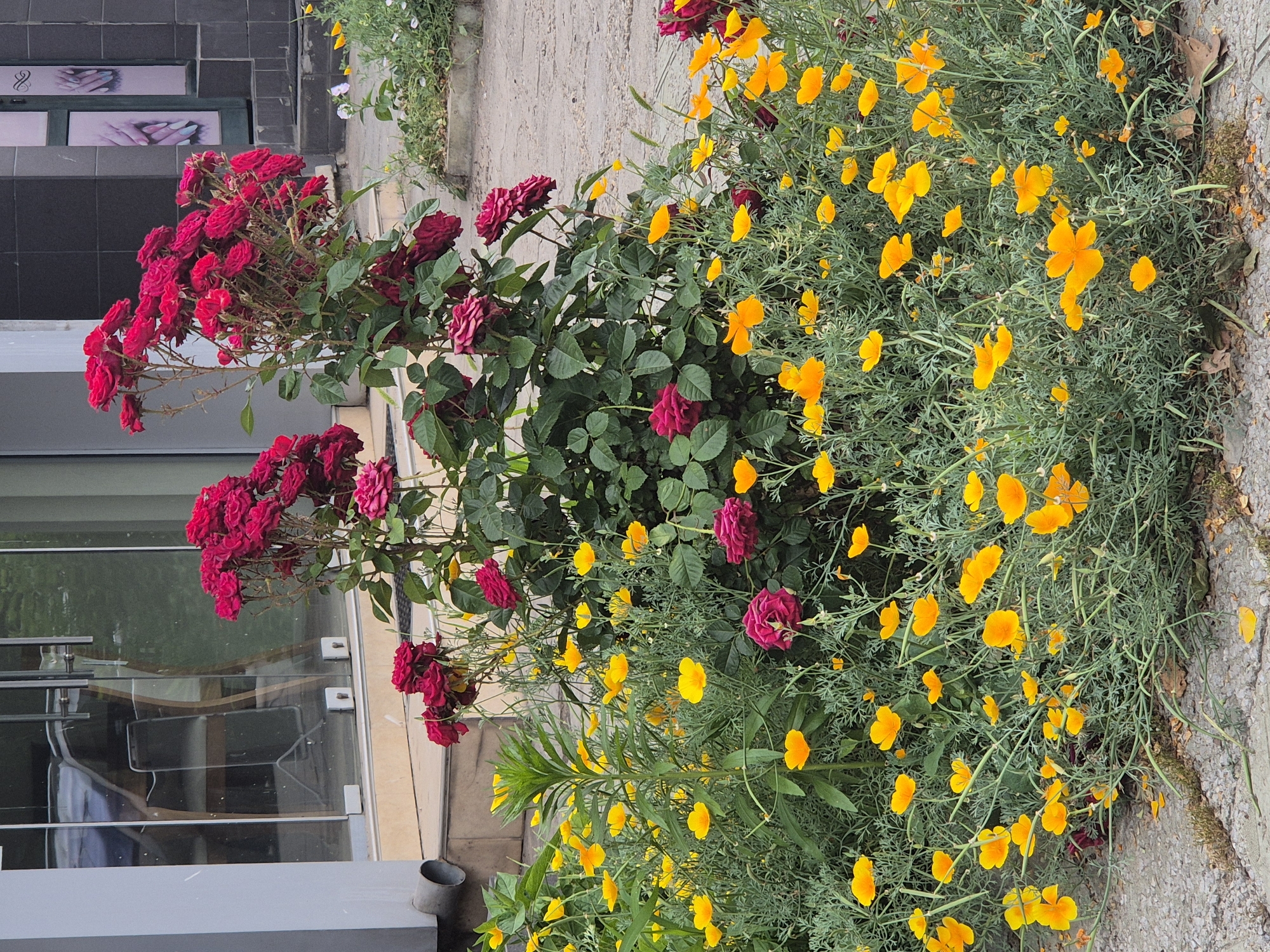 A close-up, eye-level shot captures a vibrant display of red roses and yellow poppies in front of a building. The roses, a deep crimson, bloom in clusters atop slender stems, interspersed with darker green foliage. Beneath them, a dense carpet of delicate yellow poppies, with their papery petals, stretches across the foreground. The building's facade is visible in the background, featuring a large glass door and reflective surfaces that hint at an interior with furniture. To the right, a darker tiled section of the building is adorned with signage depicting manicured fingernails. The ground is a textured mix of concrete and gravel.