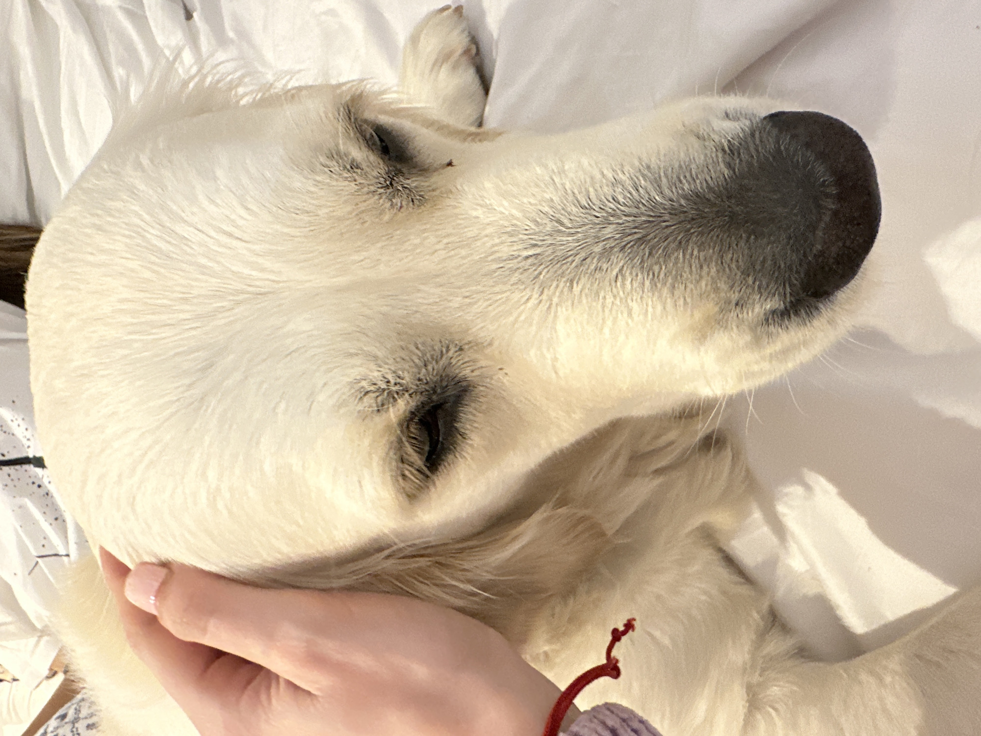 A close-up indoor image features a light-colored Golden Retriever dog resting on white bedding, seen from above. An adult human hand, with pale pink manicured fingernails, is positioned on the left side of the frame, gently stroking the dog's head near its left ear. A red string bracelet is visible on the human's wrist, which is partially obscured by a light purple sleeve. The dog's eyes are partially closed, with its dark nose prominent at the bottom of the frame. Minor specks are visible on the dog's fur near its right eye. The environment consists of white fabric sheets, indicating a bed, with a patterned sheet visible in the upper background. The specific location in the city of London, United Kingdom, cannot be determined from the visual information present in the image.
