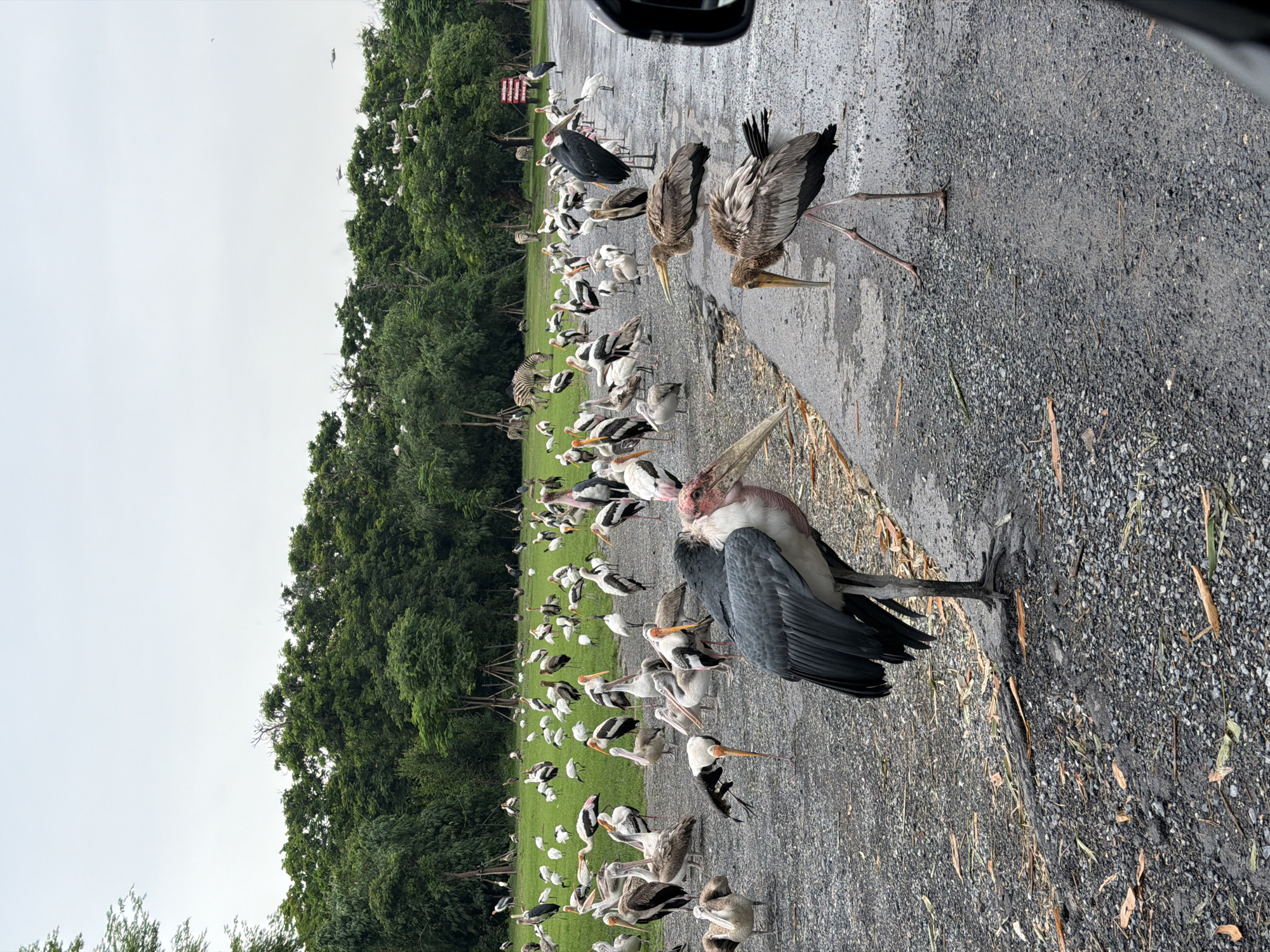 The image depicts a large flock of various birds, including storks and pelicans, gathered on a paved surface and adjacent grassy area. The birds are of different sizes and colors, with some standing, some walking, and a few in flight in the background. In the background, a line of trees forms a dense green border. Several zebras are visible grazing on the grass further back. The scene appears to be set in an open-air park or sanctuary. The presence of multiple zebras suggests an African savanna-like environment within the park. The ground is covered with small stones and scattered dried leaves and twigs. The sky is overcast, indicating a cloudy day. On the right side of the image, a portion of a black vehicle, possibly a car, is visible, suggesting the presence of visitors. The overall setting is a wildlife park or zoo. The location is identified as the Khao Kheow Open Zoo in Bangkok, Thailand.