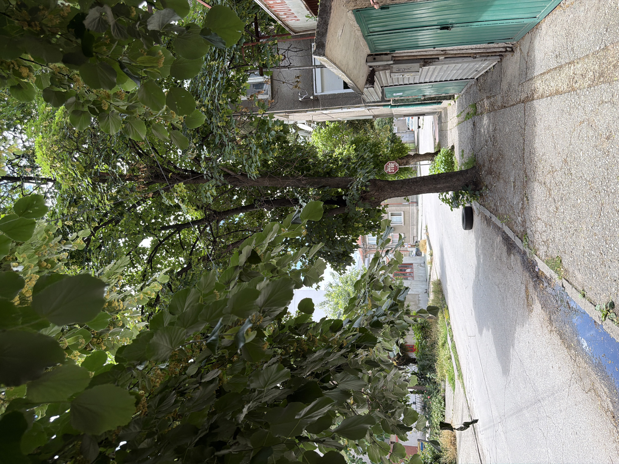 The image captures a street scene in Pazardzhik, Bulgaria. The foreground is dominated by the lush green foliage of a tree, with its leaves and small yellow flowers hanging over the pavement and street. The street itself is paved and appears to be a residential or commercial area, with a sidewalk running alongside buildings. A stop sign is visible on the sidewalk, near a tree. Buildings with gray facades and green shuttered doors are present on the right side of the street. A parked car is visible further down the street. The ground along the sidewalk is paved with concrete, and there is some vegetation growing in cracks and along the edges. A small puddle of water is present on the asphalt of the street.