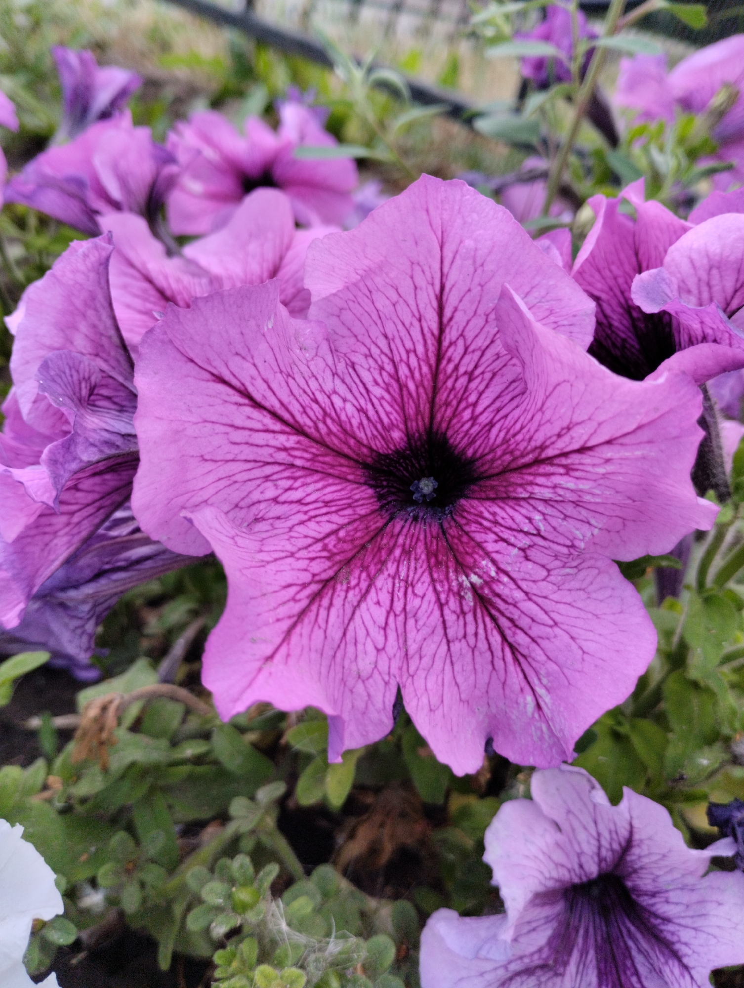 In Kostanay, Kazakhstan, a close-up, eye-level shot captures a cluster of vibrant purple petunias. The central flower, in sharp focus, displays delicate dark purple veins radiating from its dark center. Its petals are broad and slightly ruffled, with a soft, velvety texture. To the left, other petunias are visible, some in sharp focus, others blurred, showcasing a gradient of purples and hints of darker, almost black centers. The background is a soft blur of green foliage and hints of darker elements, suggesting an outdoor garden setting. The lighting is even, highlighting the intricate details of the flowers.