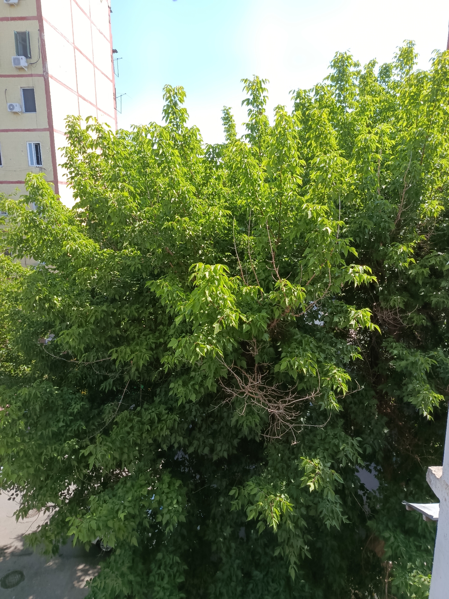 An aerial view captures a lush, green tree dominating the frame, its dense foliage obscuring much of the background. To the left, a portion of a tall, cream-colored building with red trim and several windows is visible. Some of the windows have air conditioning units attached. The sky above is a clear, pale blue. The tree's branches, some bare and twiggy, others covered in vibrant green leaves, create a textured canopy. Below the tree, a patch of asphalt pavement with a manhole cover is partially visible. The scene appears to be outdoors, likely in a residential or urban area. The overall impression is of a sunny day with a large, healthy tree in its prime.