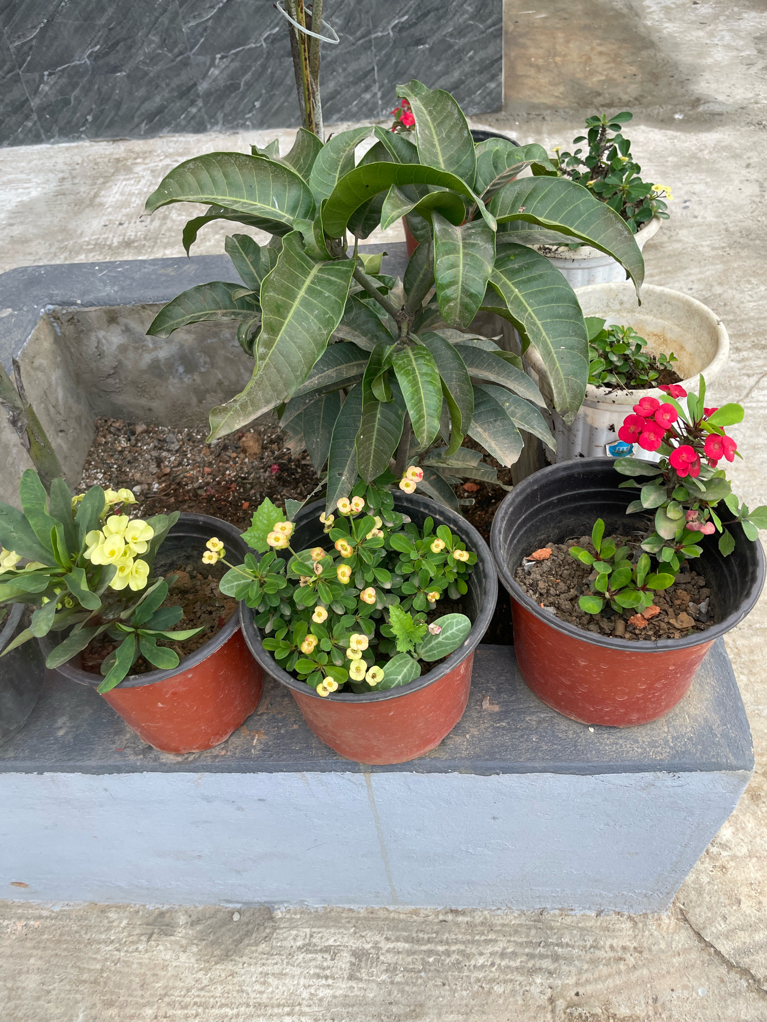 An outdoor, eye-level, medium shot shows a collection of potted plants on a raised, grey, concrete platform. In the center and slightly to the left is a young mango tree with large, green leaves. To the left of the mango tree is a terracotta pot with a plant featuring small yellow flowers. To the right of the mango tree are two more terracotta pots, each with small, flowering plants. The pot on the left has plants with yellow and pink flowers, and the pot on the right has a plant with bright red flowers. The plants are arranged on a textured, grey concrete surface, and in the background, a dark grey, marble-like textured wall is visible. The overall setting suggests a residential balcony or patio in Daili, India, given the presence of potted plants and common urban outdoor materials. There are no people or animals visible in the image.