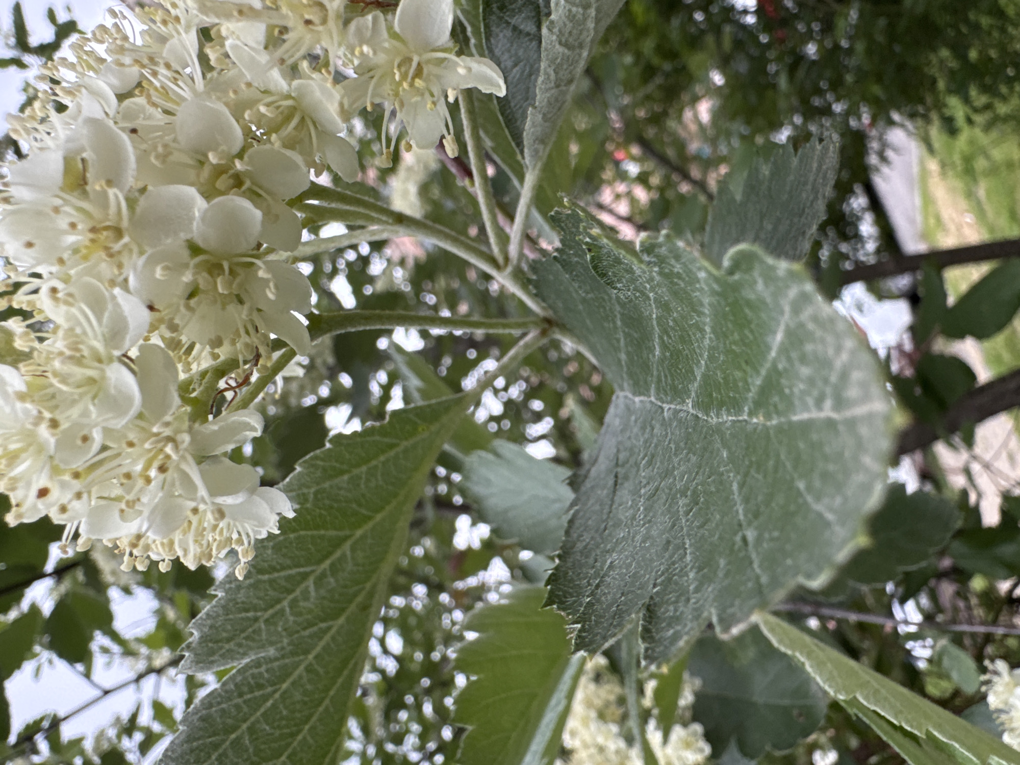 A close-up view depicts a cluster of white flowers and foliage. The plant is located in Karachayevsk, Russia. The flowers are small and numerous, arranged in a dense, rounded formation. The leaves are green, textured, and have serrated edges. The background is blurred, showing hints of other trees and a bright sky.