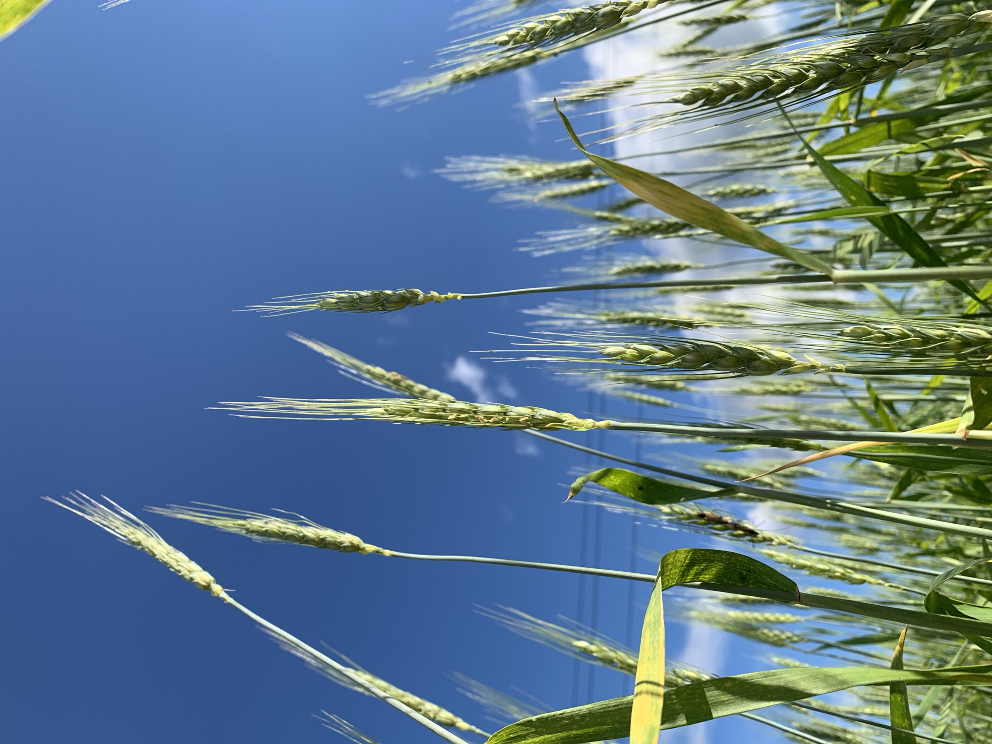 In Bor, Russia, a low-angle shot captures a field of green wheat stalks stretching towards a clear blue sky. The wheat heads are in the early stages of development, with prominent awns extending from the grain. Some stalks are fully in focus, showing their textured surfaces, while others blur into the background. The leaves of the wheat are a vibrant green, with some showing signs of yellowing. In the distance, faint power lines are visible against the sky, suggesting the proximity of infrastructure. The overall impression is one of natural growth and an expansive sky.