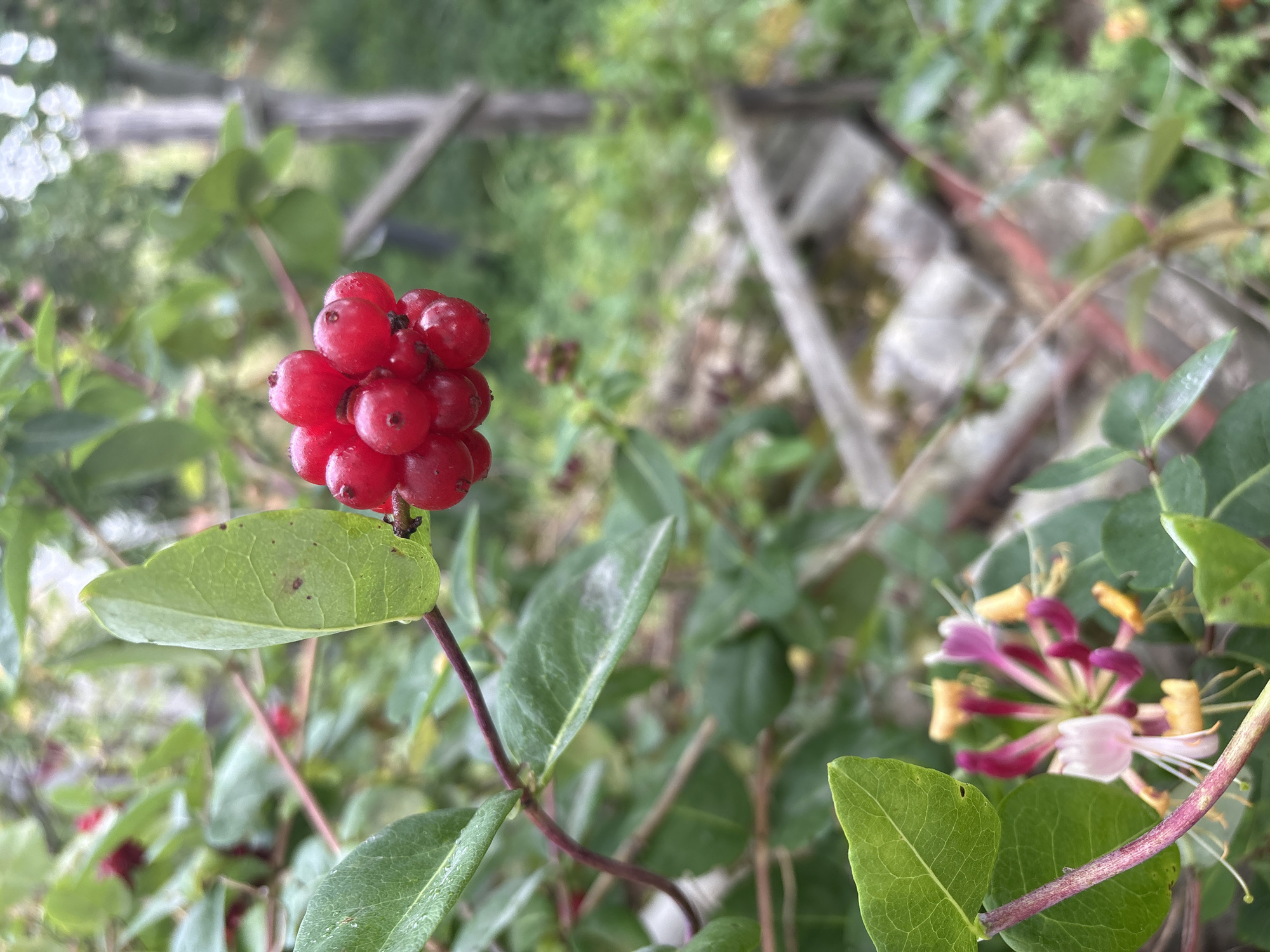 A close-up shot focuses on a cluster of vibrant red berries on a green leafy branch, with a partially blurred honeysuckle flower in the foreground. The berries are small, round, and appear to be slightly wet, suggesting recent rain or dew. The honeysuckle flower exhibits delicate pink, white, and yellow petals with long stamens. The background is out of focus, revealing hints of greenery, a wooden fence, and possibly some stone structures, suggesting an outdoor garden or natural setting. There are no people or animals visible in the image. The scene is likely located outdoors in a garden setting within the city of Petrykiv, Ukraine.