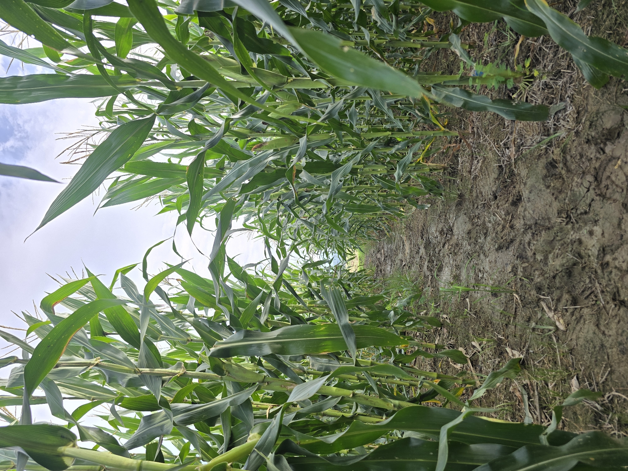 An outdoor, low-angle shot depicts a dirt path winding through a dense cornfield. The corn stalks, tall and verdant with long, green leaves, flank the path, creating a tunnel-like effect. The sky above is a pale blue with scattered white clouds. The ground appears damp and muddy, with some dry debris and sparse green growth along the path's edges. The scene is one of natural growth and agricultural cultivation. This image is located in Meunasah Pupu, Indonesia.
