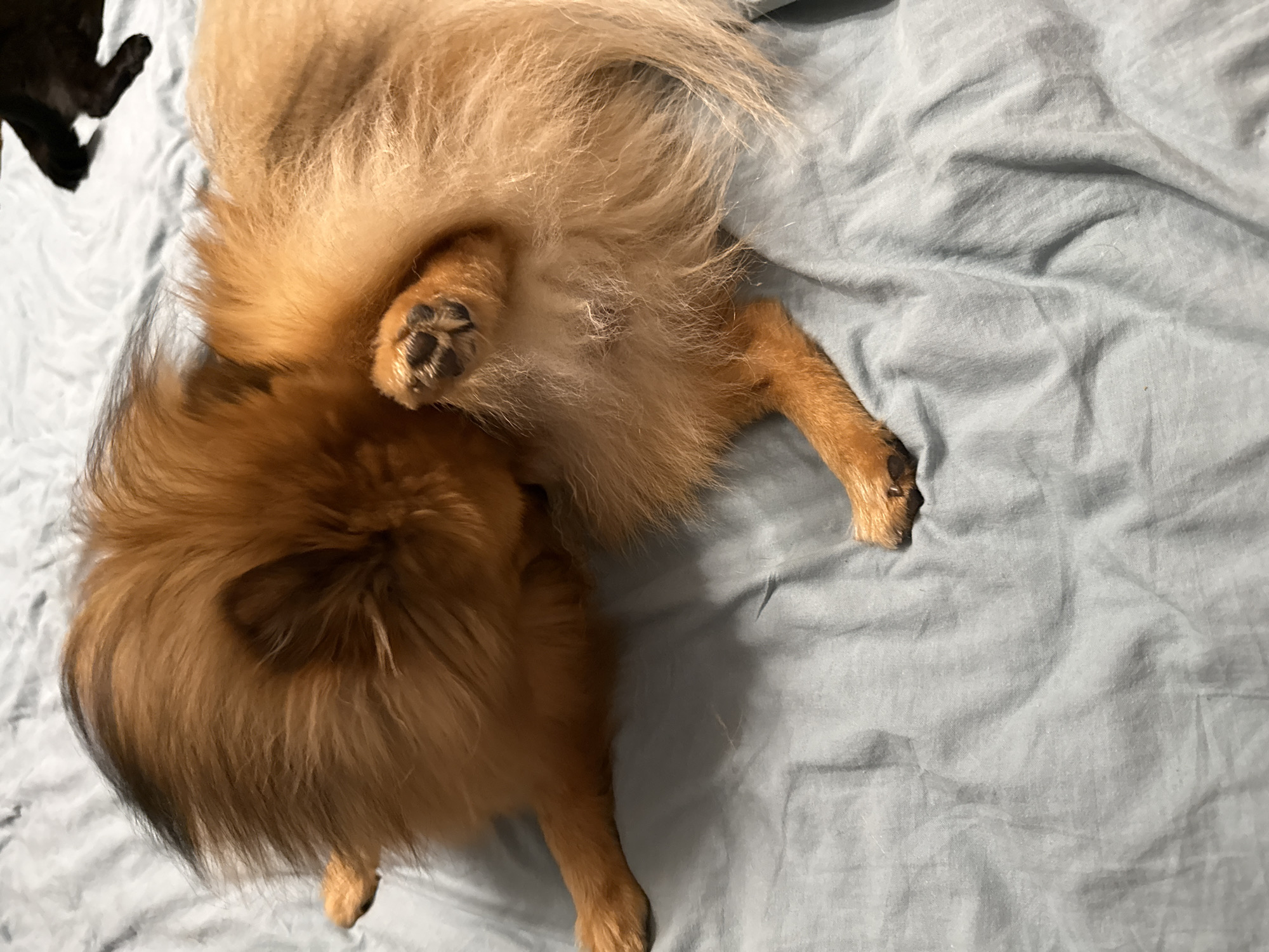 A tan and orange Pomeranian dog lies on a light blue bed sheet. The dog is positioned with its head facing left and its rear end towards the top of the image. One of its hind legs is raised near its abdomen. In the upper left corner, a portion of a black cat is visible.