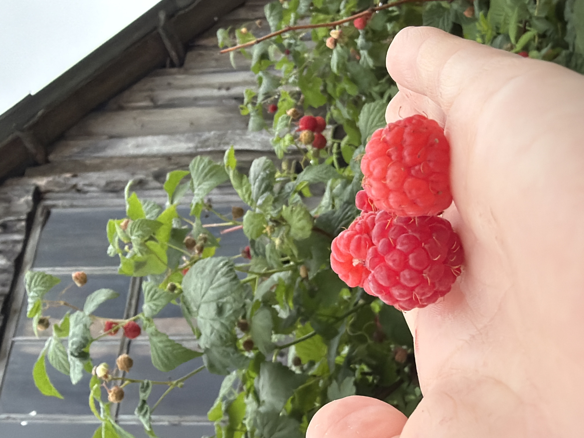 The image shows a close-up of a person's open palm holding two ripe raspberries. The raspberries are a vibrant red color and appear to be freshly picked. In the background, there is a raspberry bush with more berries and green leaves. Behind the bush, a rustic wooden structure with a window is visible, suggesting an outdoor setting, possibly a garden or a rural property. The location is specified as Уральское, Russia. The lighting suggests an overcast or cloudy day.