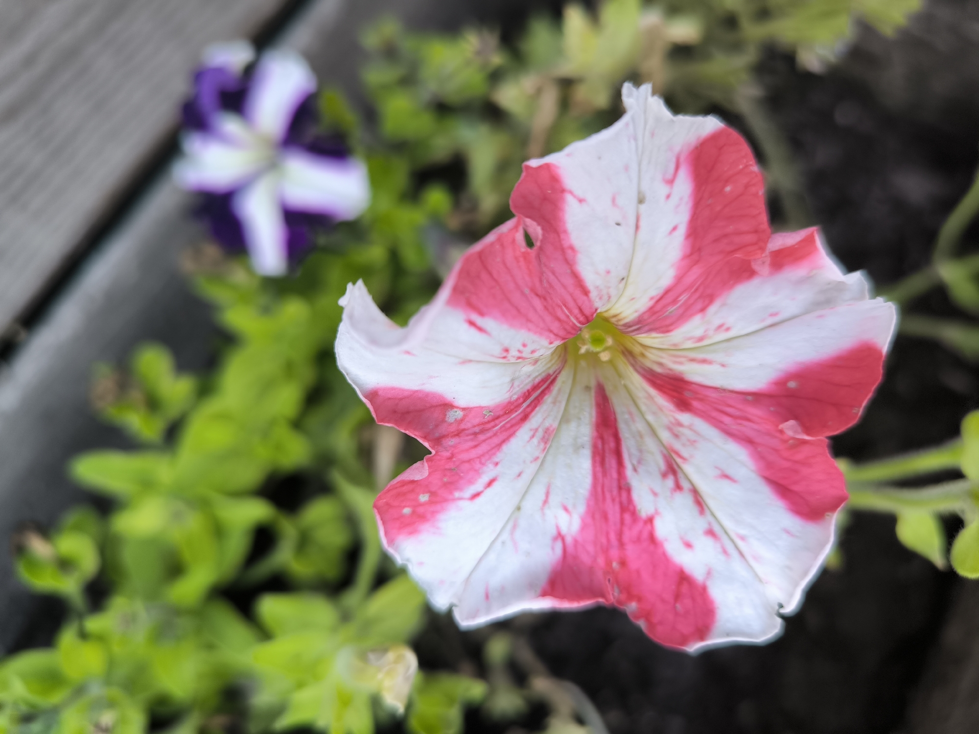 This is a close-up, outdoor, eye-level shot of two blooming petunias in a planter. The petunias are striped with white and pink. The one in the foreground is larger and more in focus, with pink stripes radiating from the center. The petunia in the background is smaller, out of focus, and has purple and white stripes. The plants are surrounded by green foliage and a dark, possibly wooden, planter. The scene is illuminated by natural light. No people or animals are visible. The image does not provide specific details about the city of Nizhniye Vyazovye, Russia.