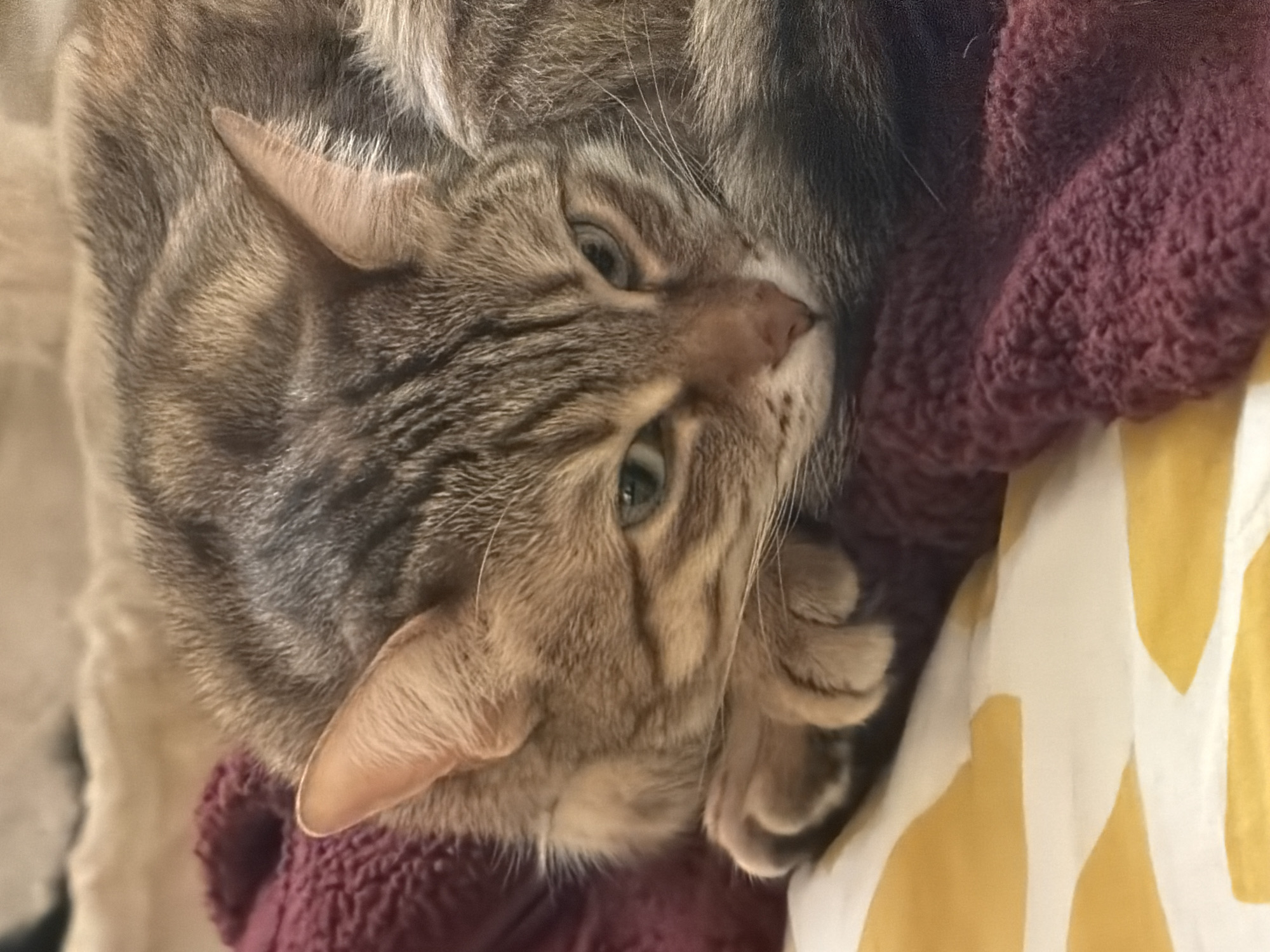 A tabby cat is nestled in a bed. The cat is brown and gray with green eyes. The bed has a maroon blanket and a white and yellow sheet. There is no indication of the city of Milan in the image.