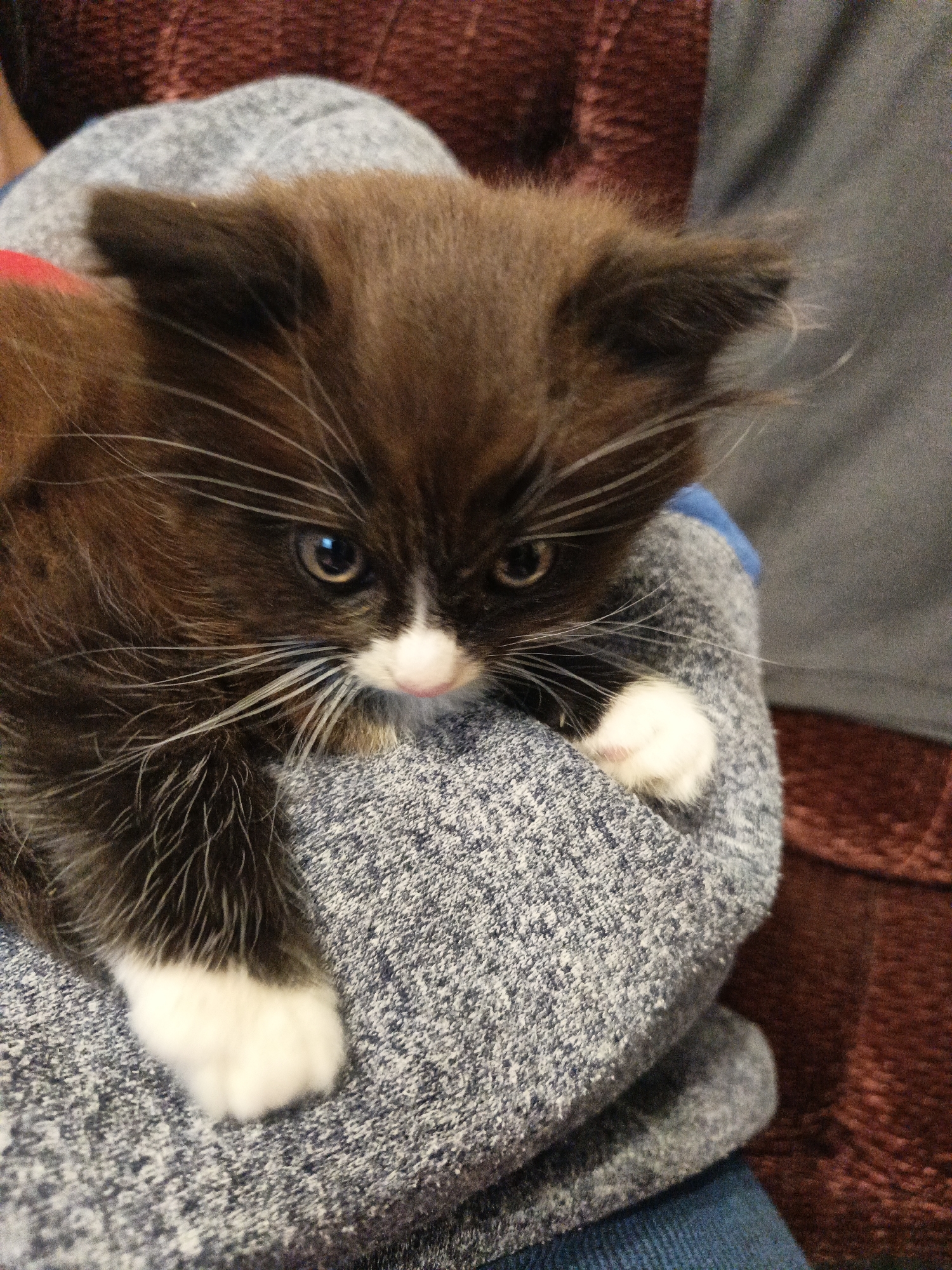 A medium shot photograph depicts a brown and white kitten being held in someone's arms. The kitten has dark brown fur on its head and back, a white nose and white whiskers. Its paws are also white. The person holding the kitten is wearing a gray heathered fabric, and there is a glimpse of a blue garment beneath that. The background includes a red-brown textured material and a gray shirt. The photograph does not provide any location information about the city of Loseva, Belarus, as there are no identifiable landmarks or other location-specific clues within the image.