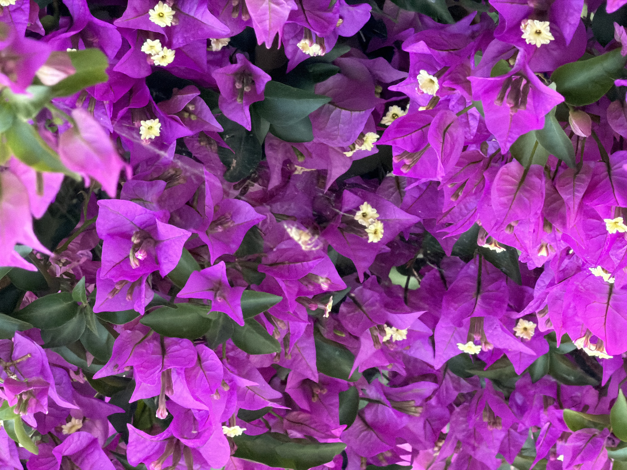 A close-up image captures a dense cluster of vibrant purple bougainvillea flowers, punctuated by small, white floral centers. Green leaves are sparsely interspersed amongst the blooms. The location is Gošići, Montenegro.