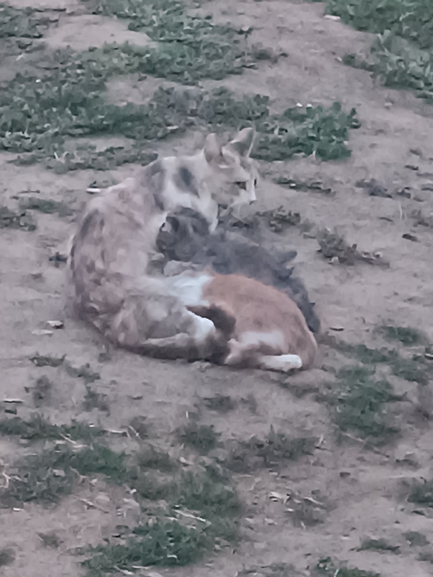 A mother cat and at least two kittens are curled up together on sandy ground with sparse green vegetation. The mother cat, primarily light gray and white with some tabby markings, is on the left, cradling the kittens. One kitten, mostly dark gray, is nestled between the mother's body and another kitten. This second kitten is orange and white, with its head resting on the mother. The scene appears to be outdoors, possibly in a rural or semi-rural area, given the natural ground cover. There are no humans or man-made structures immediately visible in the frame. The location is identified as Leușeni, Moldova.