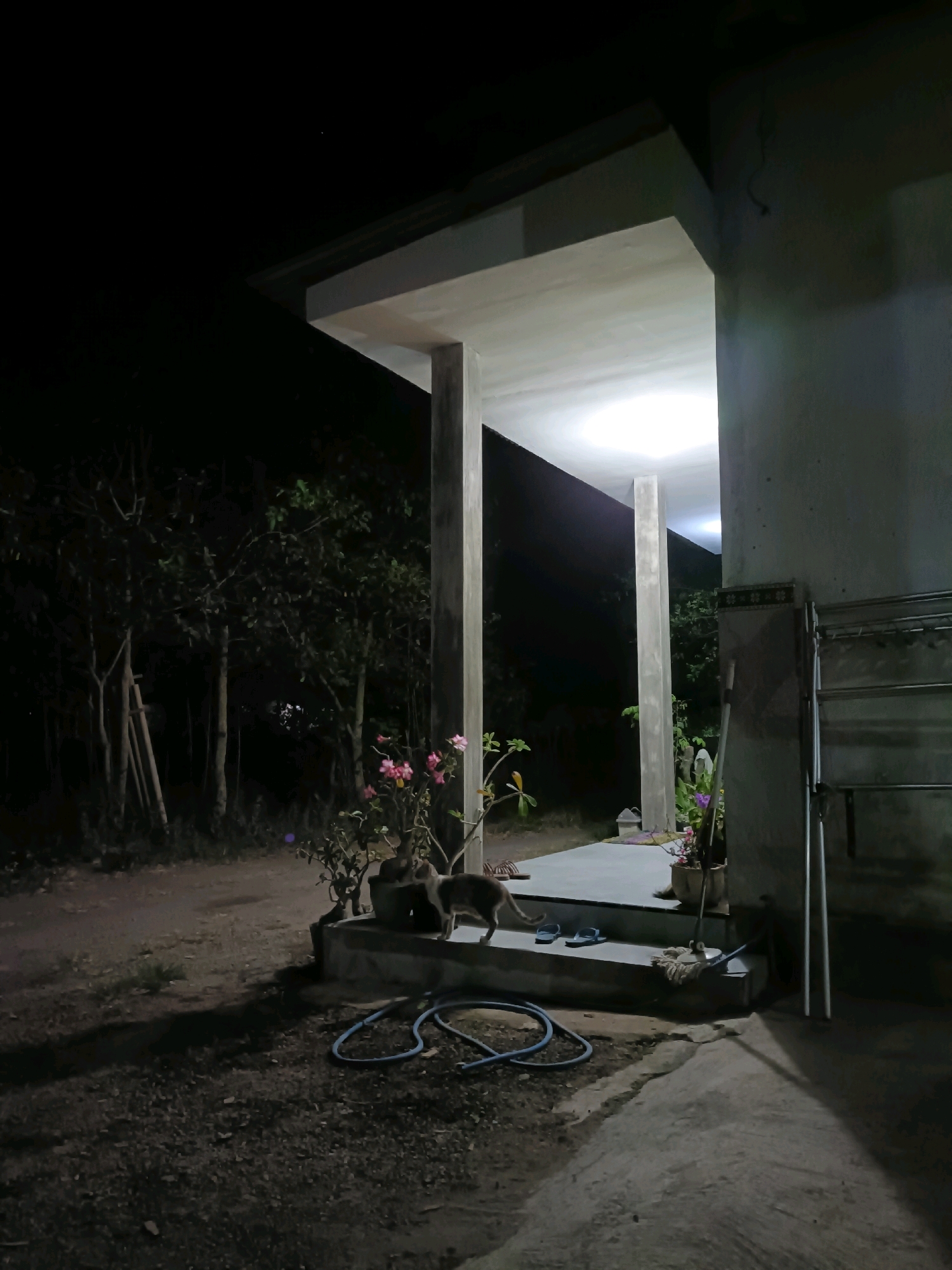 A cat is shown at night on a porch in Tamanan, Indonesia. The cat is a light brown and gray tabby and appears to be a juvenile. It is standing on a raised concrete platform in front of a building that has a covered porch with two concrete pillars supporting a white roof. The cat is facing away from the camera and looking towards the right. There are two pairs of flip-flops on the platform near the cat, and a blue coiled hose is on the ground in front of the platform. A potted plant with pink flowers is also on the platform. To the left of the porch, there is a dark area with trees. To the right of the porch, there is a concrete wall and a metal drying rack. The scene is illuminated by artificial light coming from the porch and possibly from a light source outside the frame. The ground is made of dirt and gravel.