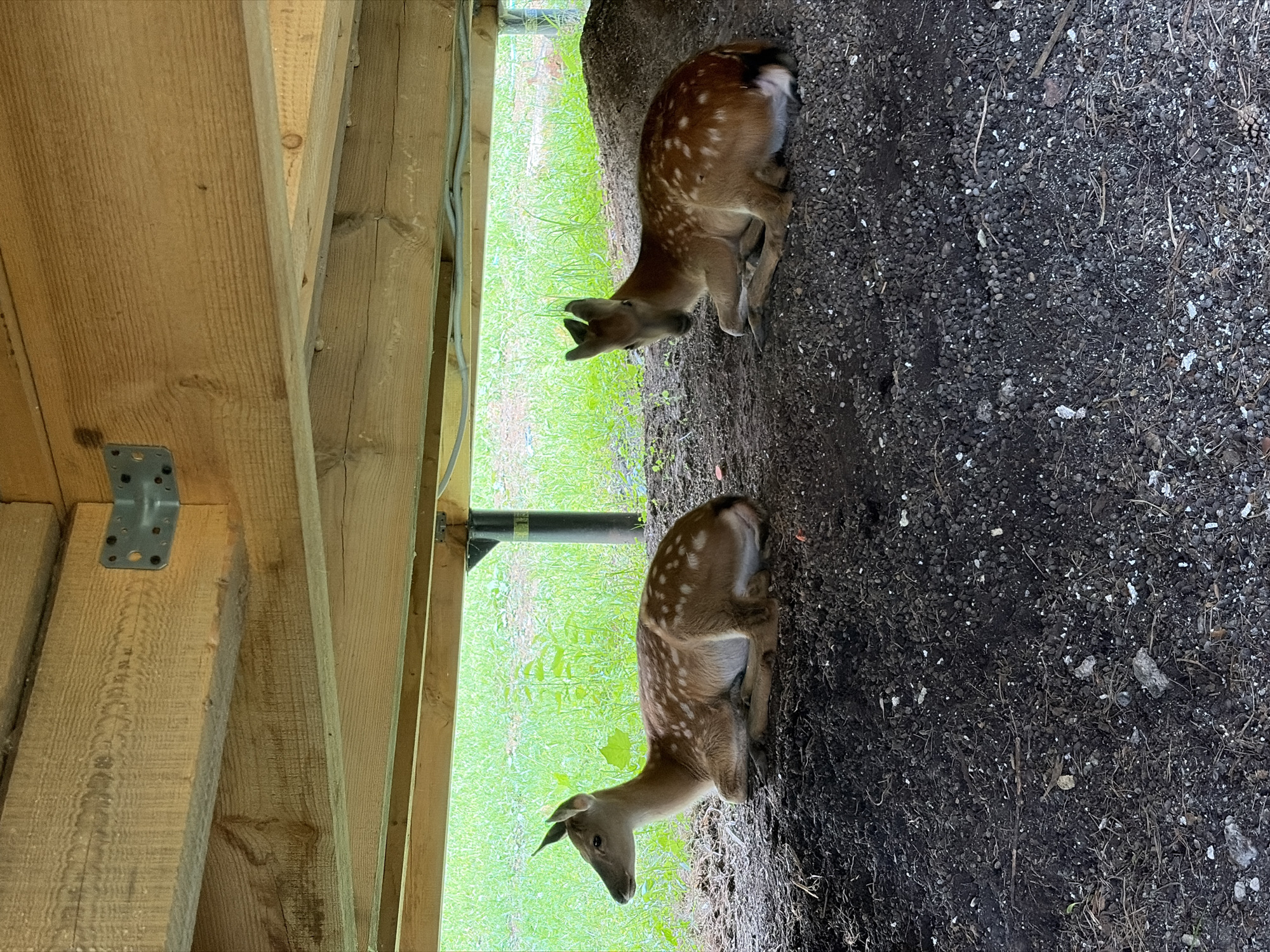Two young deer with spots are lying on dark soil under a wooden structure. The deer are facing in opposite directions. The deer on the left is looking to the left, and the deer on the right is looking forward towards the camera. The wooden structure appears to be part of a building's foundation, with exposed beams and metal bracing. The background shows green grass and some plants, indicating an outdoor environment. There are no people or other animals visible. The scene is calm and natural. The location is not specified to be in the city of Гольяны, Russia.