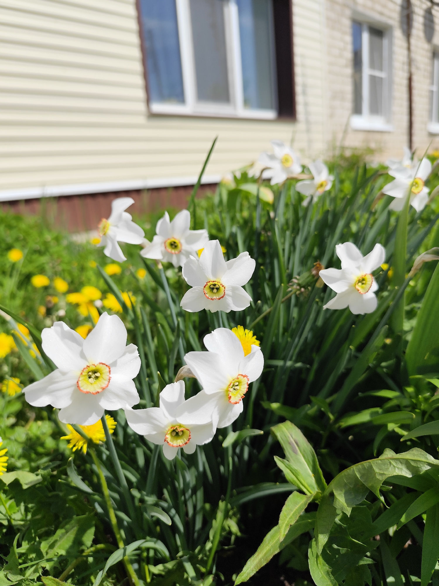 The image shows a garden of white flowers with yellow centers, likely daffodils, growing in front of a building in Фоки, Russia. Yellow dandelions are also visible among the greenery. The building has beige siding and white-framed windows. The overall scene is bright and appears to be taken during the day.