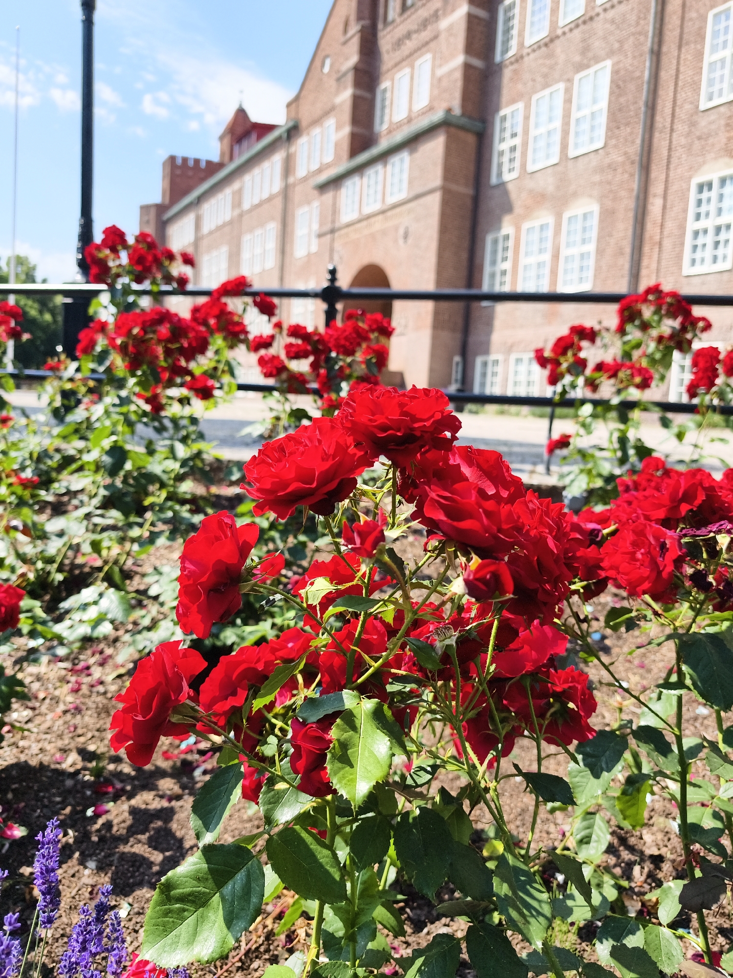 The image displays a vibrant bed of red roses in full bloom, with a building in the background. The roses are the primary subject, with several clusters of bright red flowers and green leaves prominently featured in the foreground. Some of the rose petals appear delicate and slightly ruffled. Behind the roses, a dark metal fence runs horizontally across the frame, separating the flowerbed from the building. The building itself is made of red brick and features numerous white-framed windows, suggesting an institutional or historical structure. A black lamppost is partially visible on the left side of the image. To the lower left of the roses, there is a small patch of purple flowers, possibly lavender.
The scene is set outdoors on a sunny day, indicated by the bright lighting and the clear blue sky with scattered white clouds. The time of day appears to be late morning or early afternoon. The overall impression is one of a well-maintained public garden or park. There are no people visible in the image, nor any text. The location is identified as Linköping, Sweden. The focus is on the natural beauty of the flowers and the architectural elements of the building.