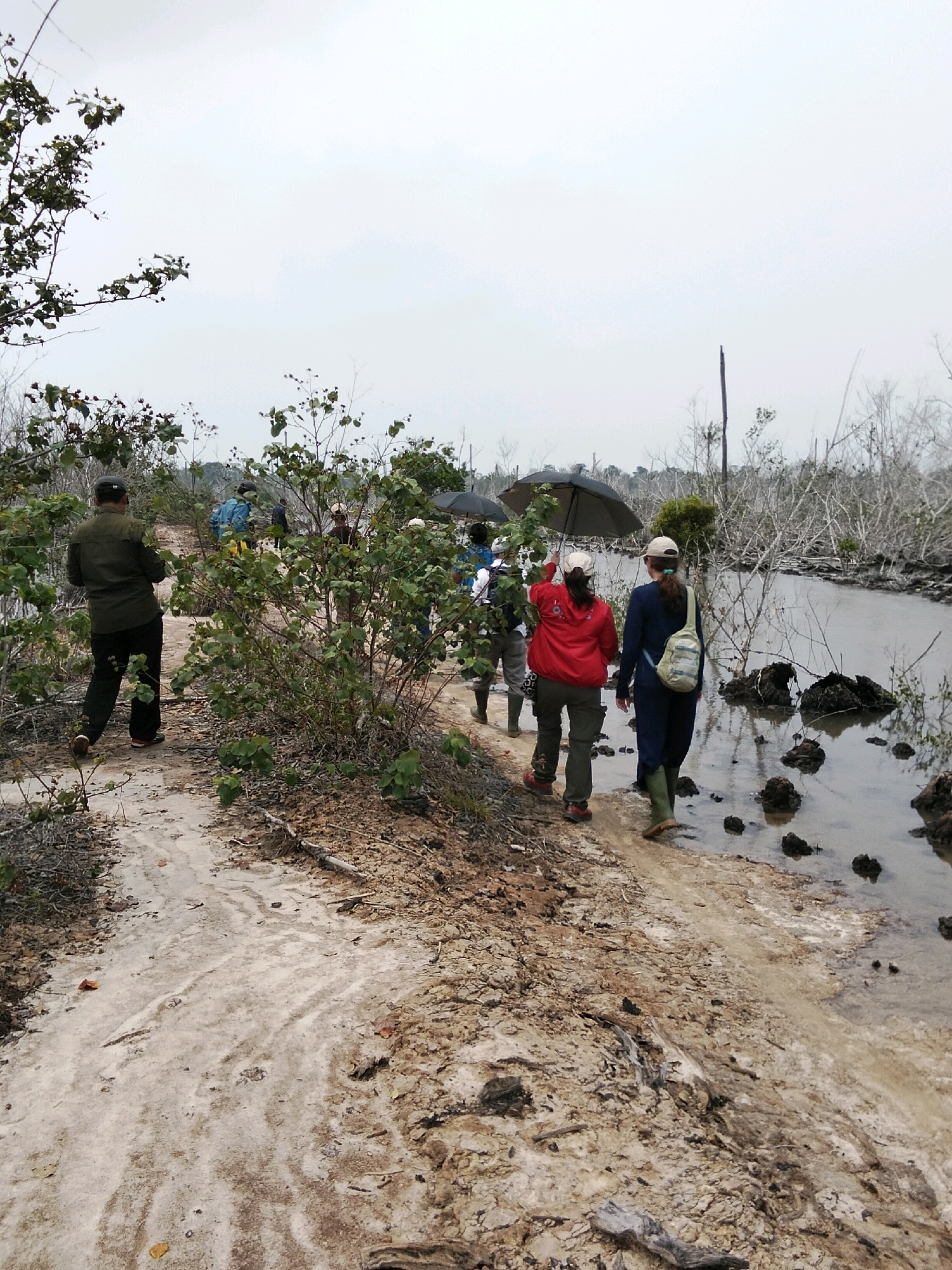In Teluk Pambang, Indonesia, a group of individuals walks along a muddy path beside a body of water under an overcast sky. The terrain is characterized by sparse vegetation, including bare branches and some leafy bushes, with dry, sandy soil mixed with mud. Several people are walking in a line, some holding umbrellas. One person in the foreground wears a dark green jacket and black pants, walking away from the camera. Further down the path, a person in a red jacket and another in a navy jacket are visible, one holding a black umbrella. The water appears still and reflects the muted light. The overall scene suggests a natural, possibly wetlands environment, with signs of recent rain.